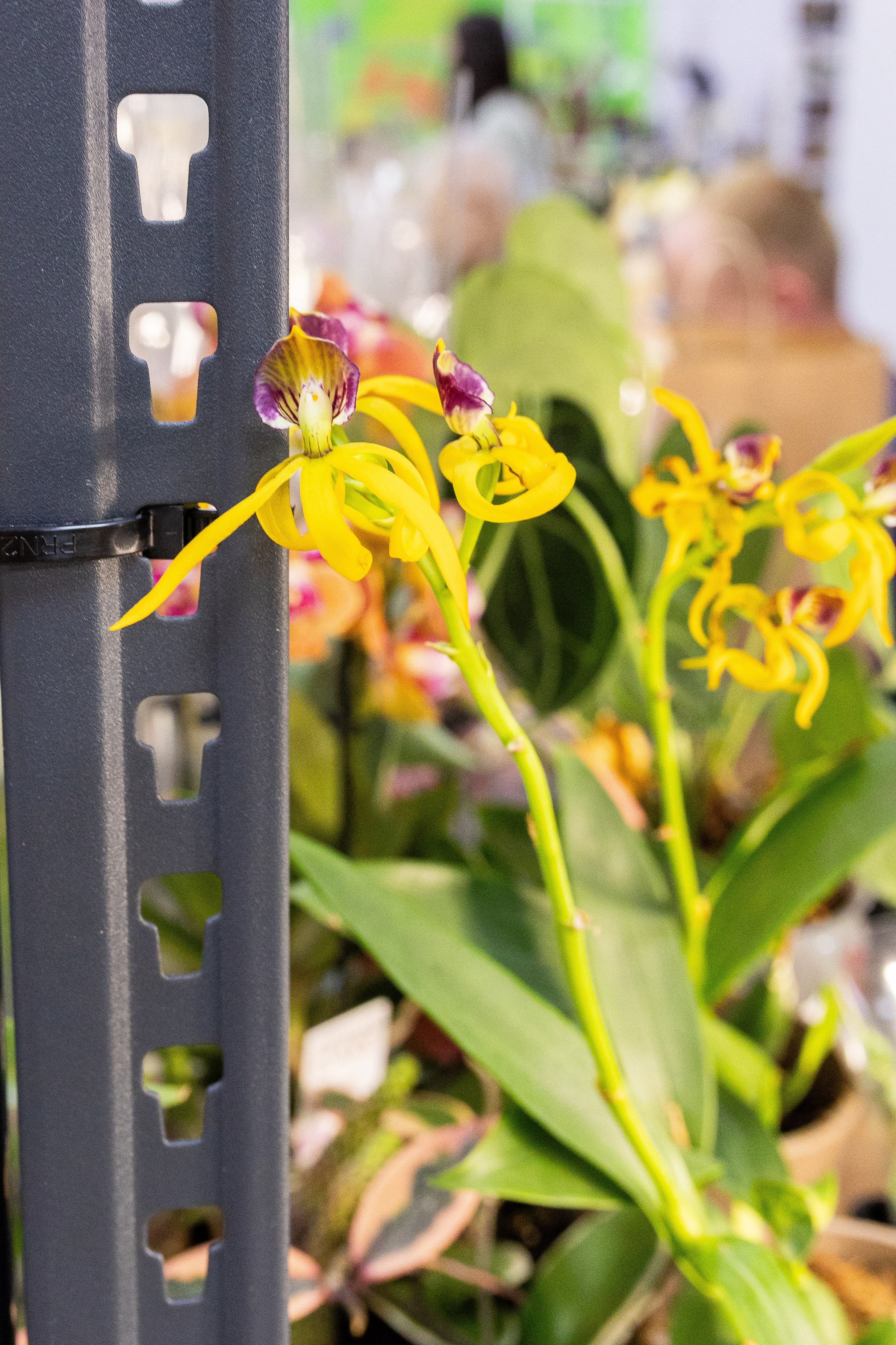 Орхидиум май 2025. Александра Куликова фотограф, Москва