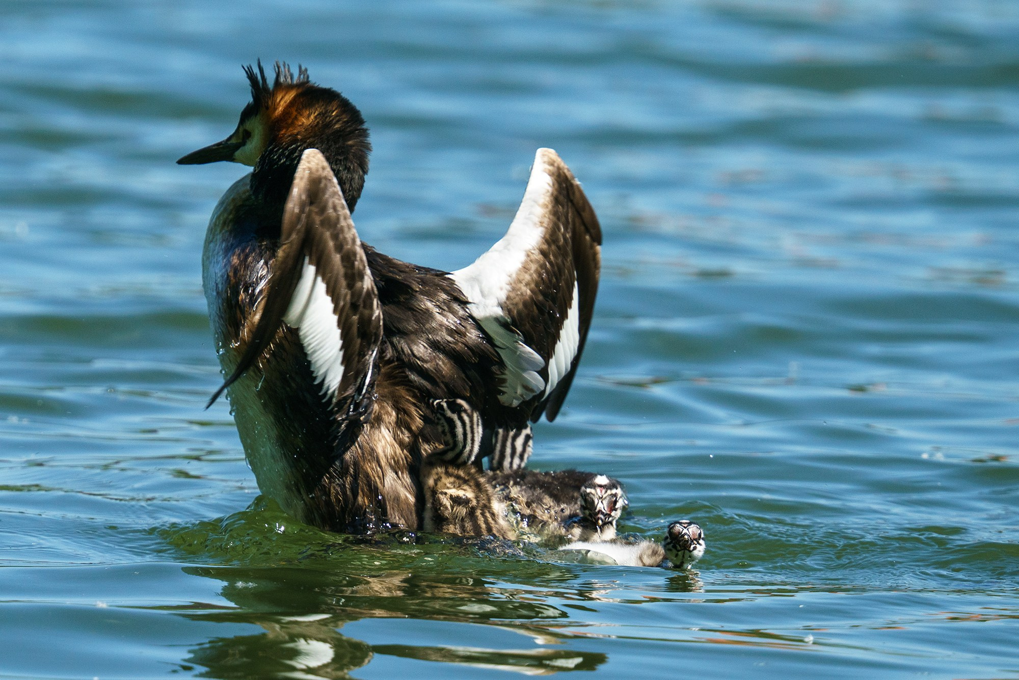 Удивительные мир птиц. Вокруг нас столько прекрасного — присмотритесь!. Ваш личный фотограф Марина Волкова
