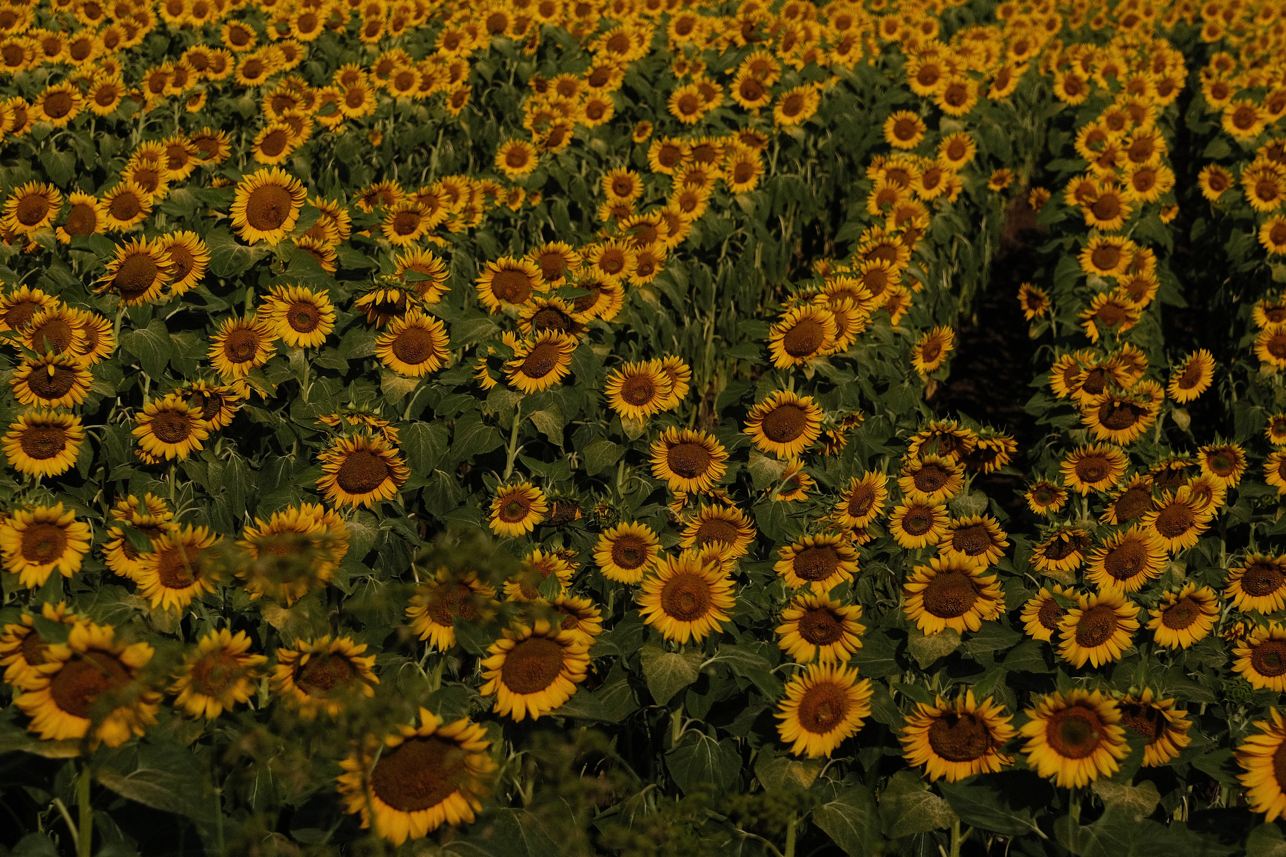 Фотографии Румынии | Филипп Линзин. Репортажный и портретный фотограф в Санкт-Петербурге Филипп Линзин