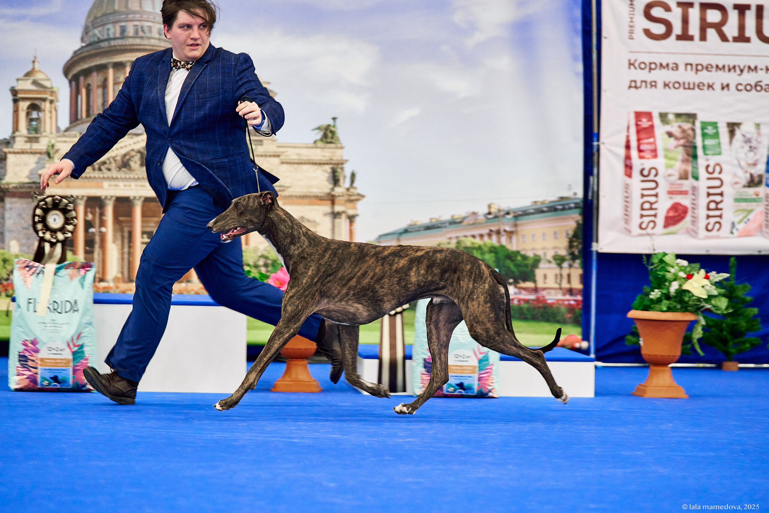 22-23 FEB 2025 | NATIONAL DOG SHOW «BALTIC TRIUMPH-2025»