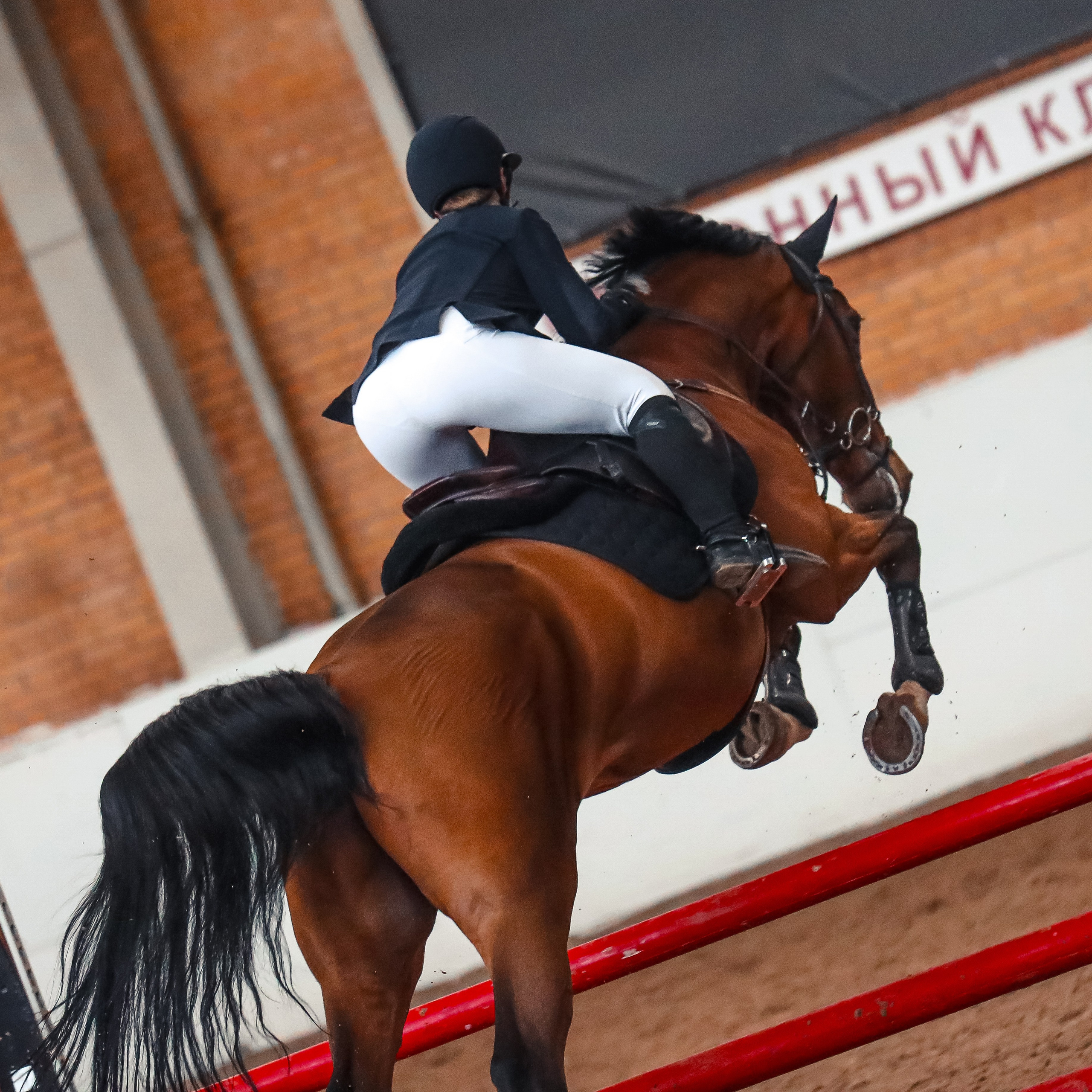 Лошади Евы Демидовой. Ева Демидова. Спортсмен по конкуру в Санкт-Петербуре