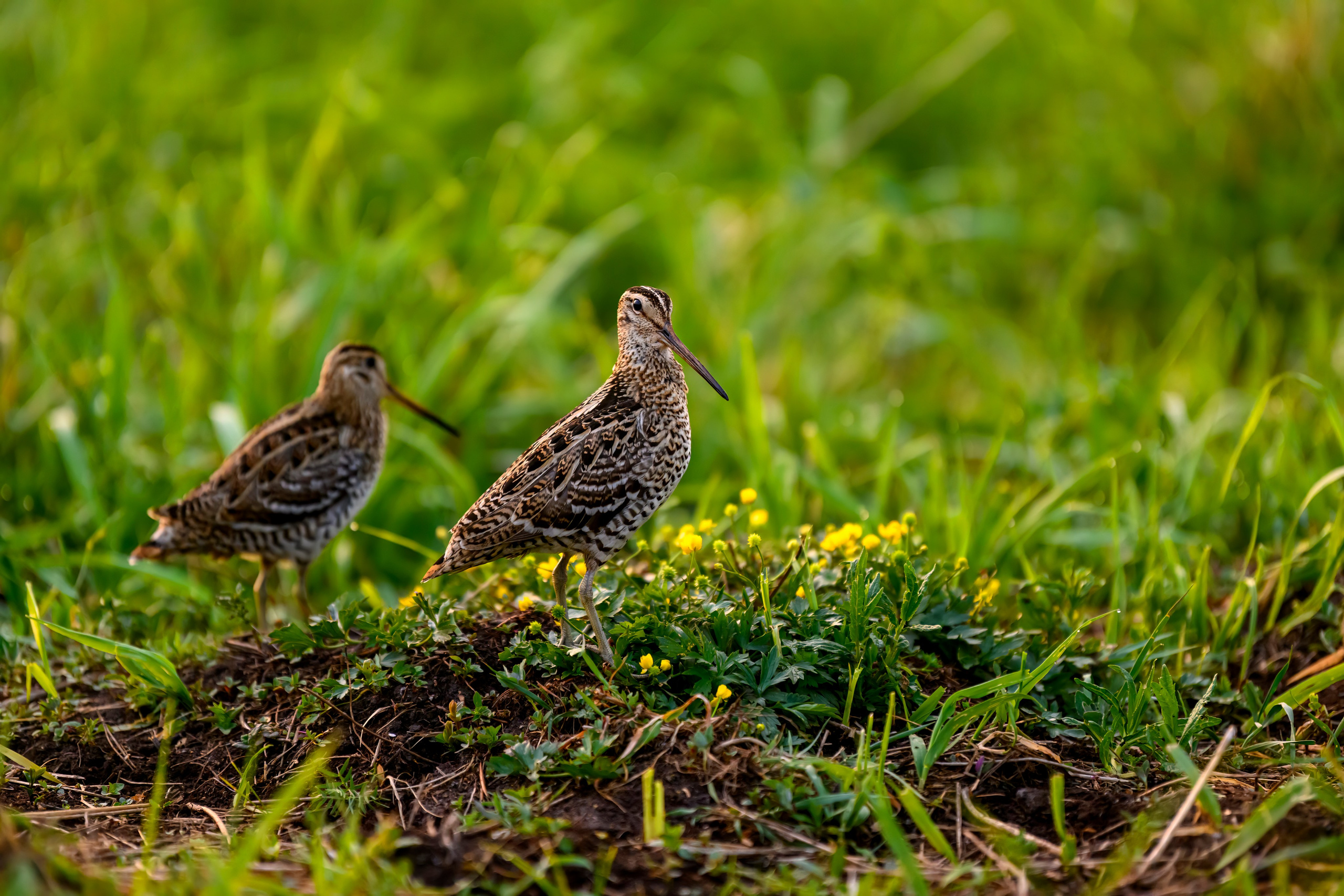На дупелином току. Wildlife photography by Sergey Puponin