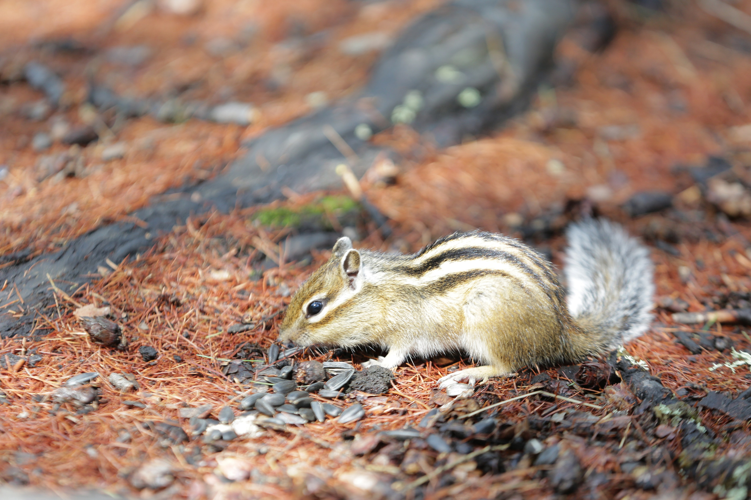 Фото Природы Забайкалья. Студия Максима Белослюдцева