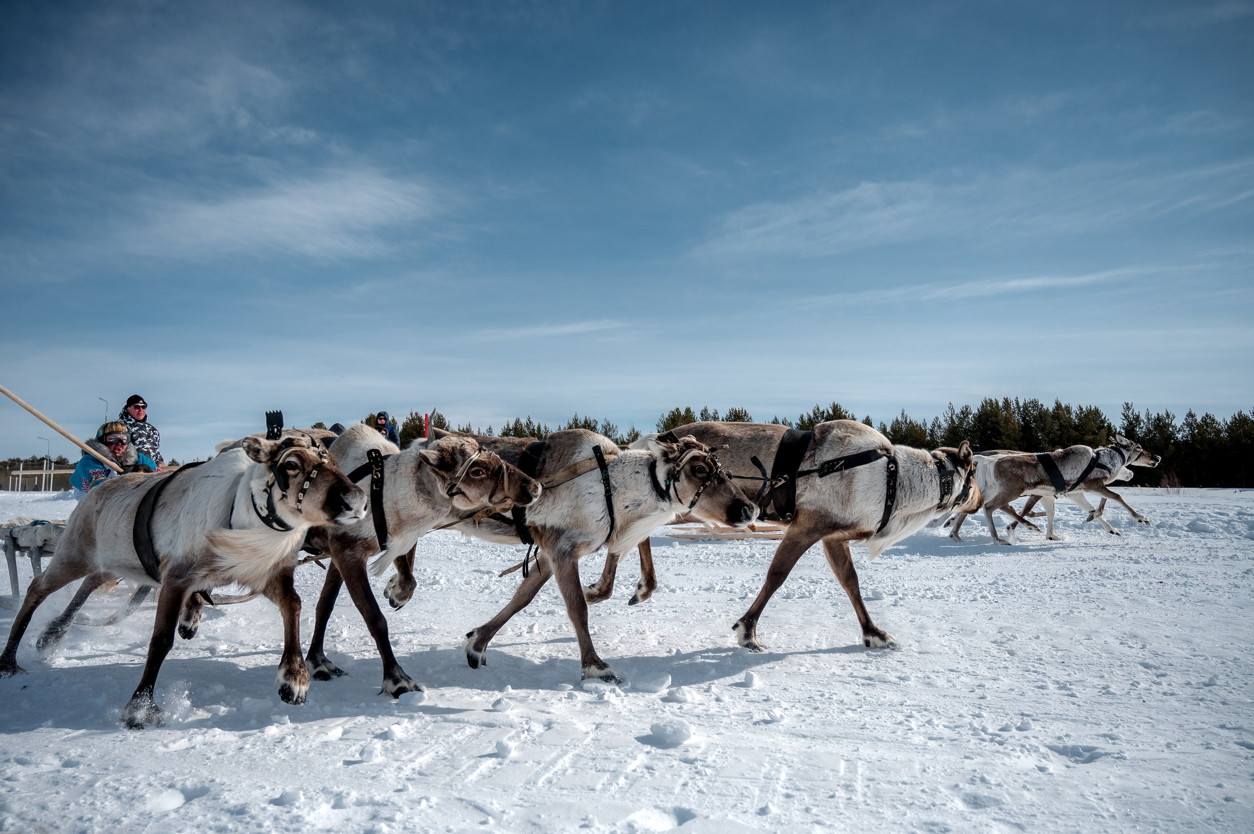 День оленевода г. Когалым. Фотограф Нижний Новгород