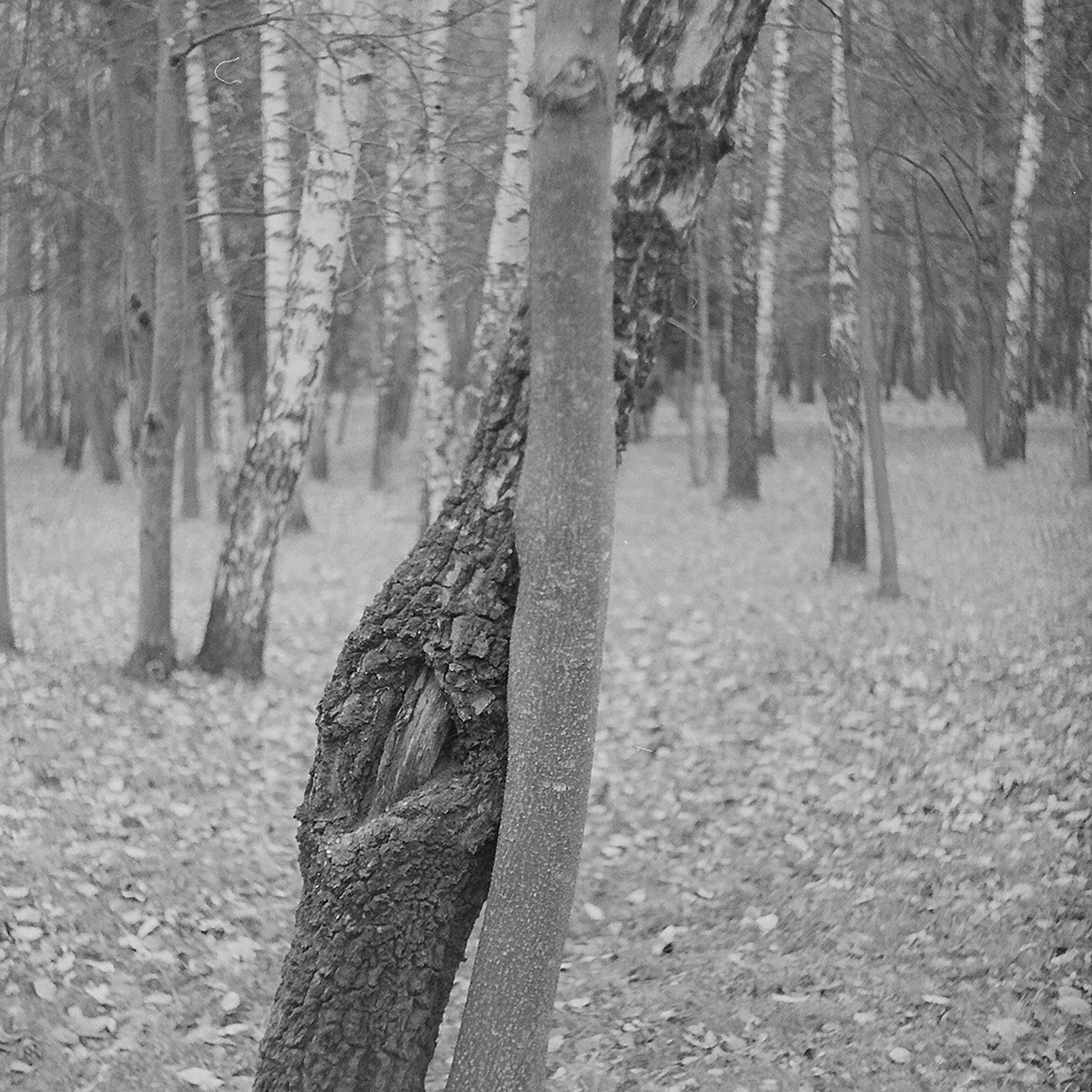 Юля Германович | Сад. Private image