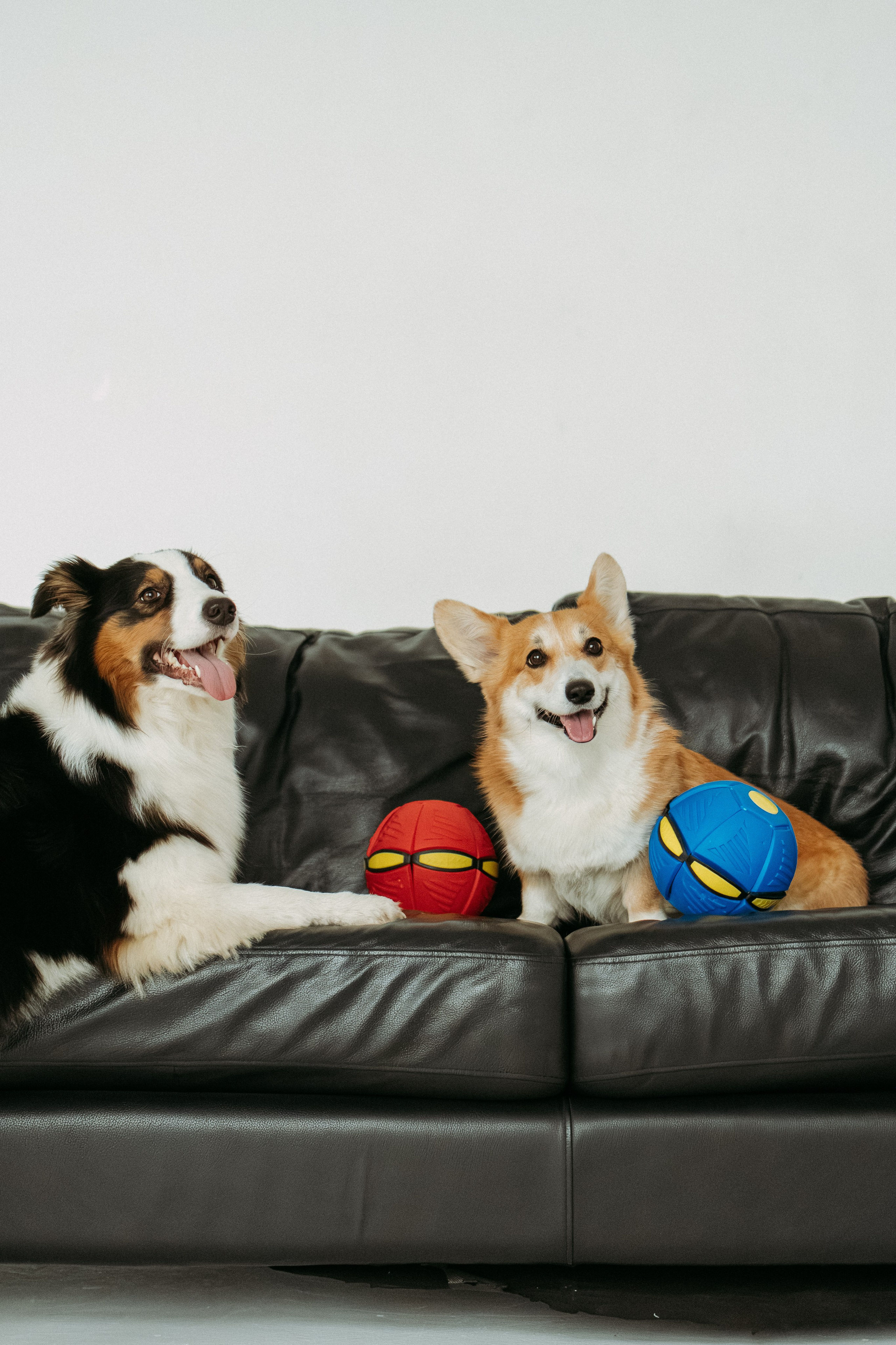 Мячи-попрыгуны. Фотораф — анималист Мария Шистка