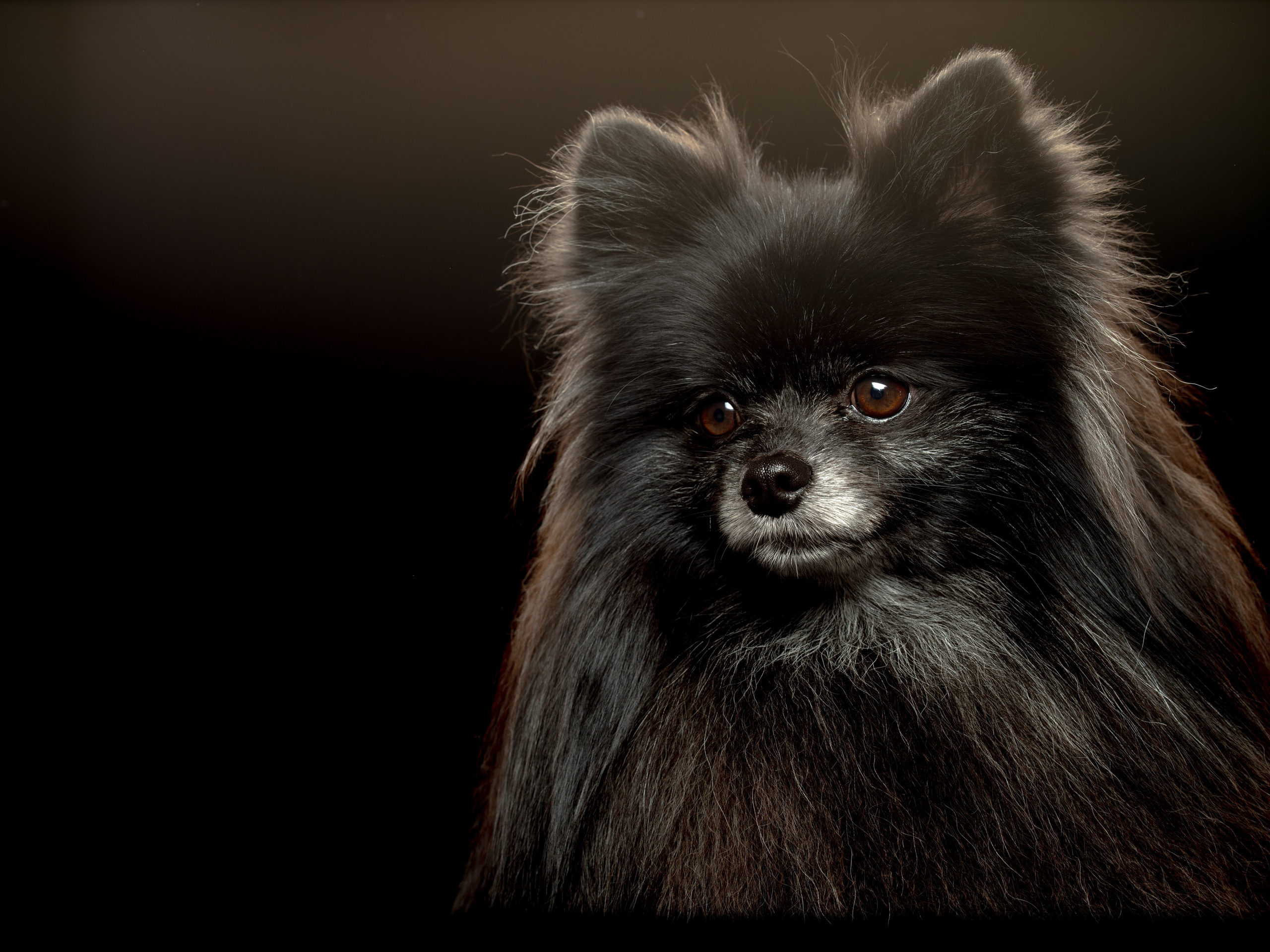 Фото услуги. Фото & Видео студия XIMIYA