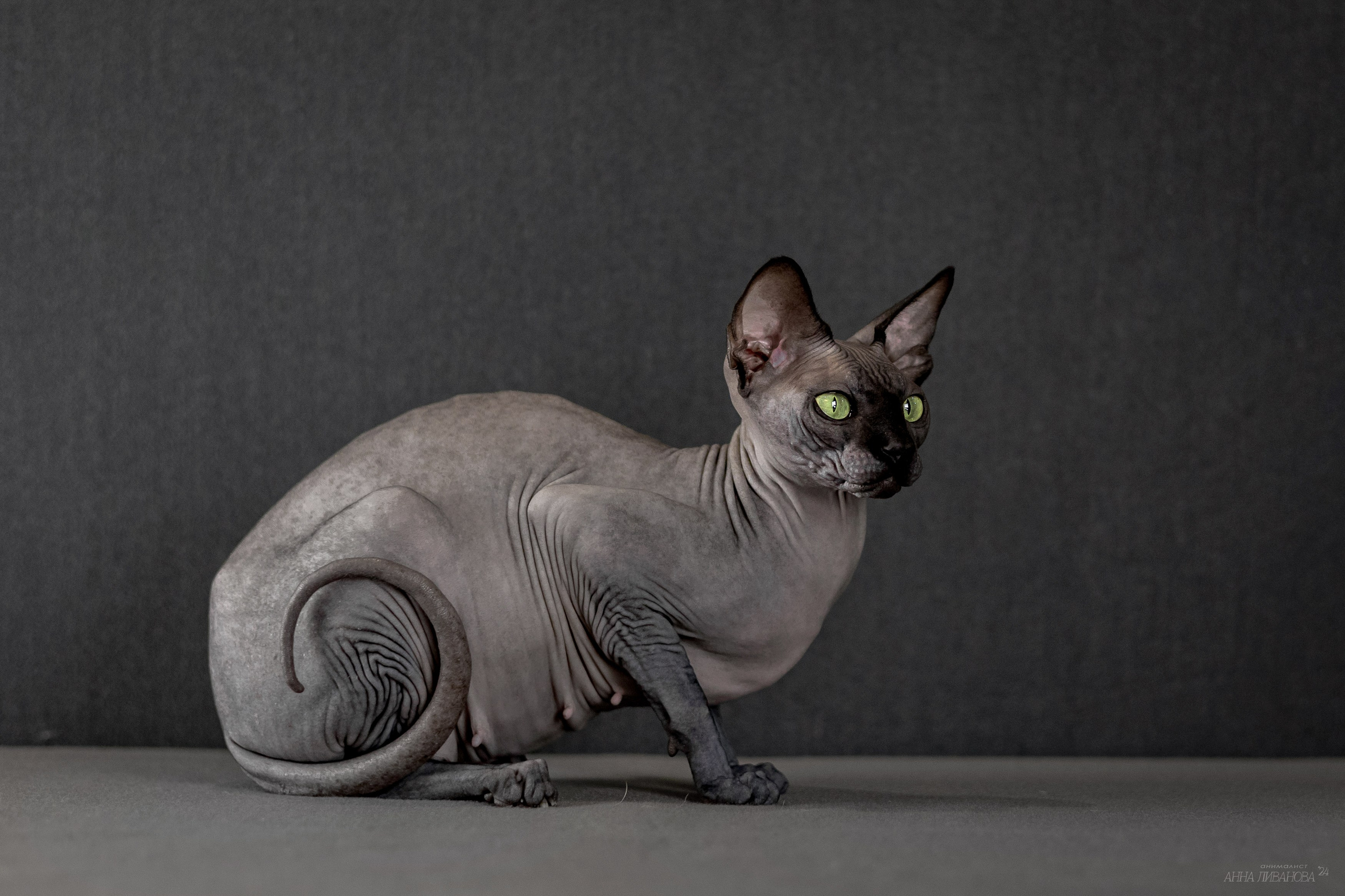 Черная киса сфинкс. Фотограф анималист Аня Ливанова | Рыбинск