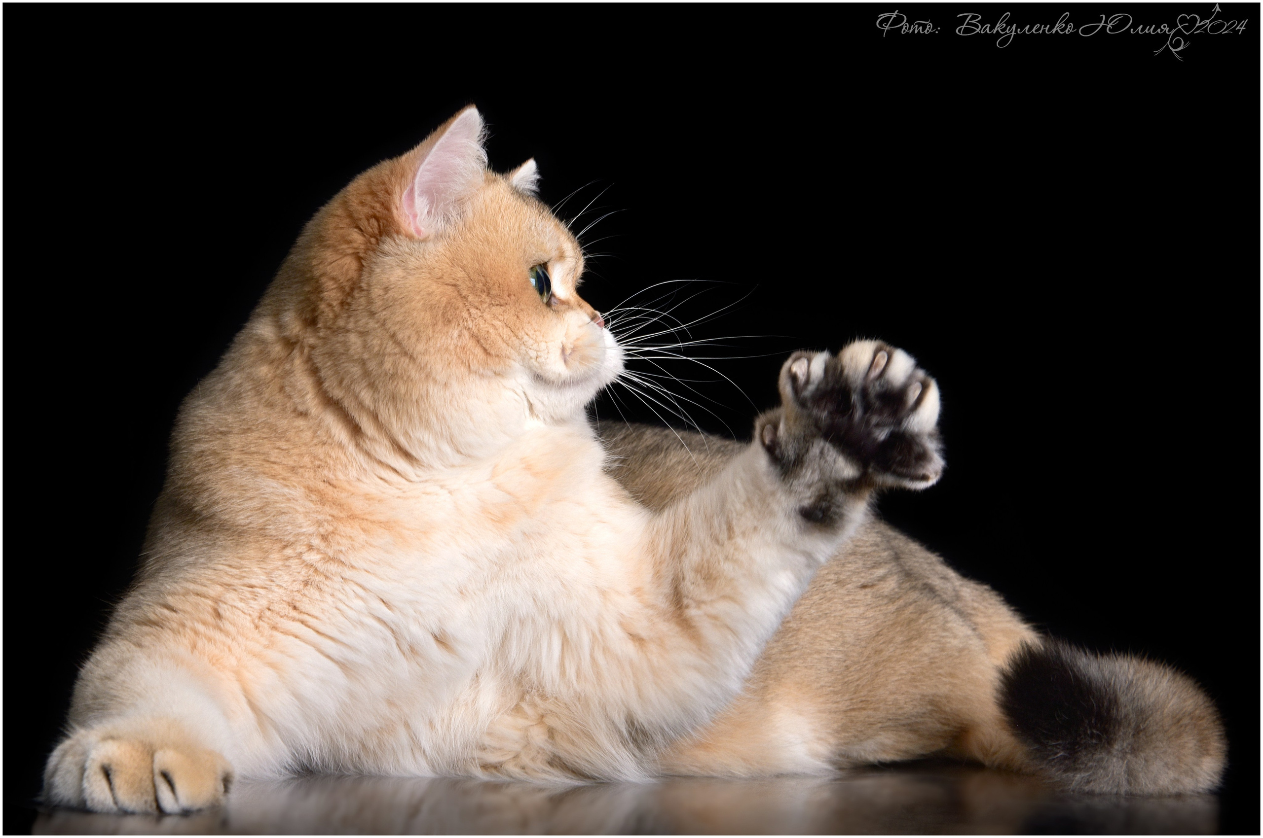 Взрослые. Фотограф анималист | семейный Юлия Вакуленко, г. Краснодар