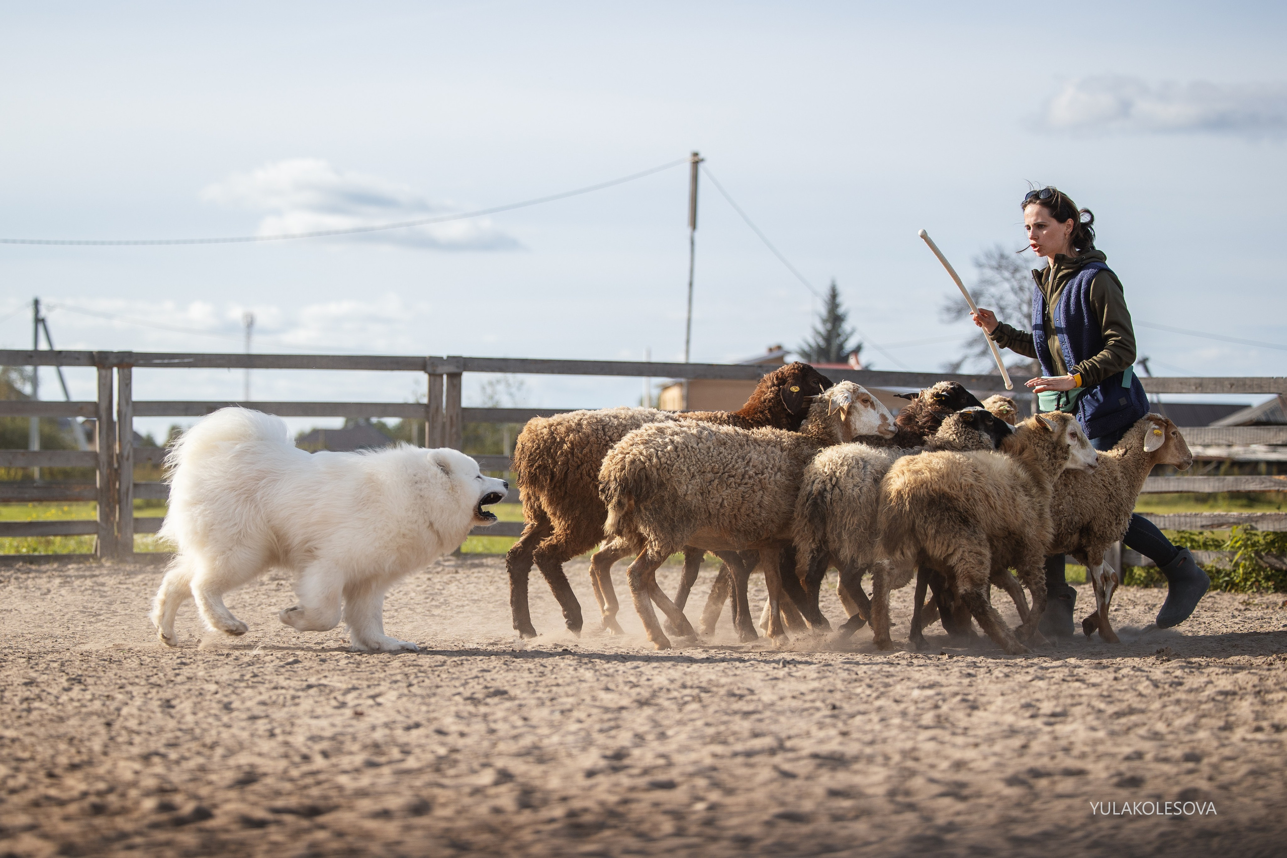 Пастуший интенсив, сентябрь 2024. YULA KOLESOVA | Фотограф — Анималист | Художник | Тюмень