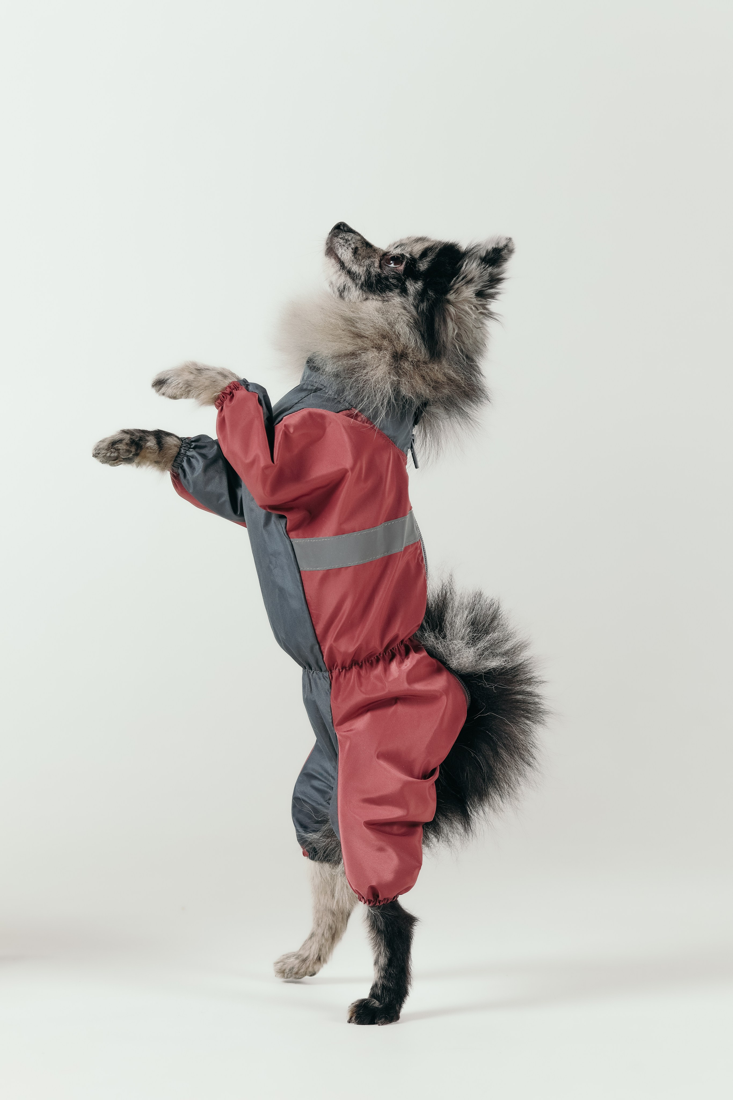 Для брендов. Фотограф- анималист Санкт-Петербург