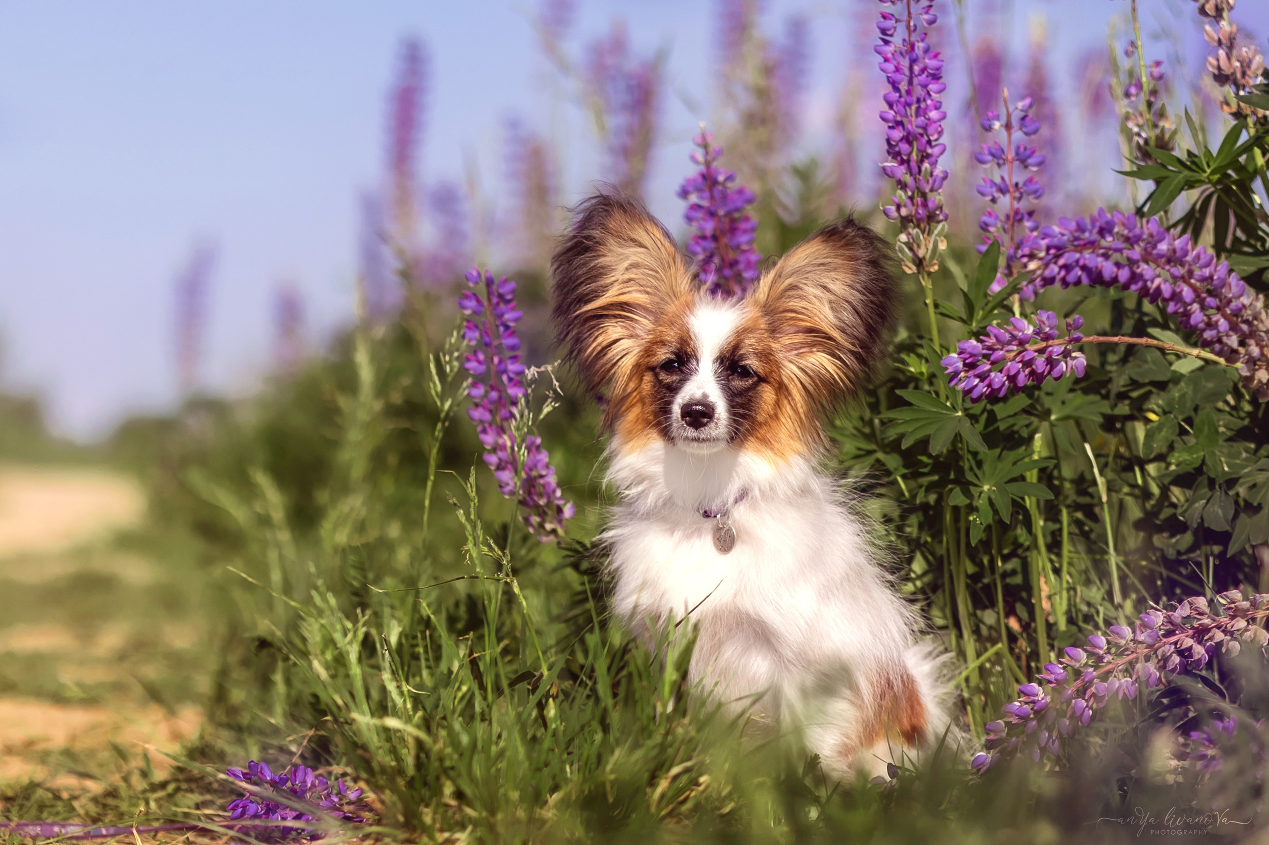 Хьюстон. Фотограф анималист Аня Ливанова | Рыбинск