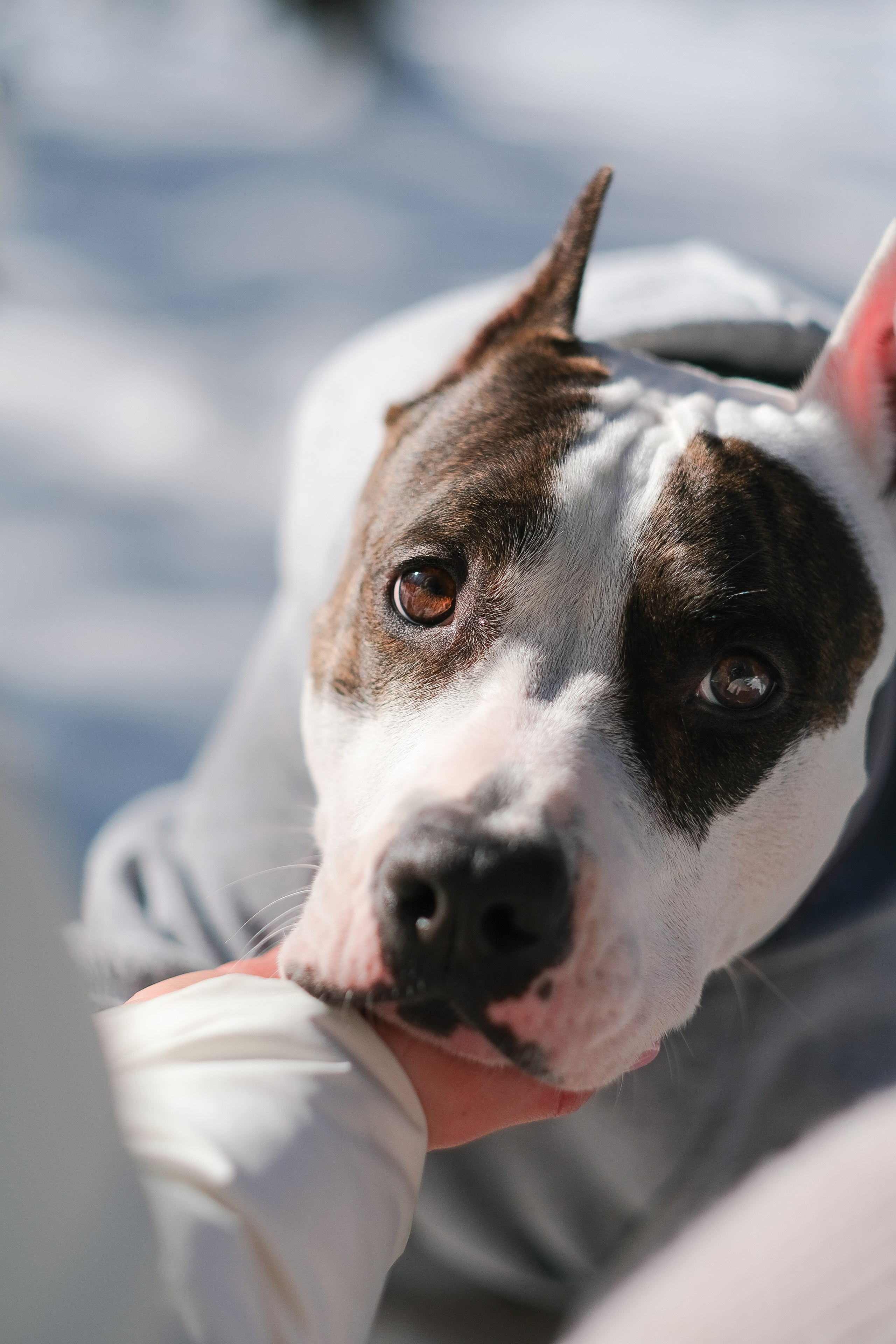 Женя, Афра и Молли. Фотограф и видеограф анималист Аганина Дарья