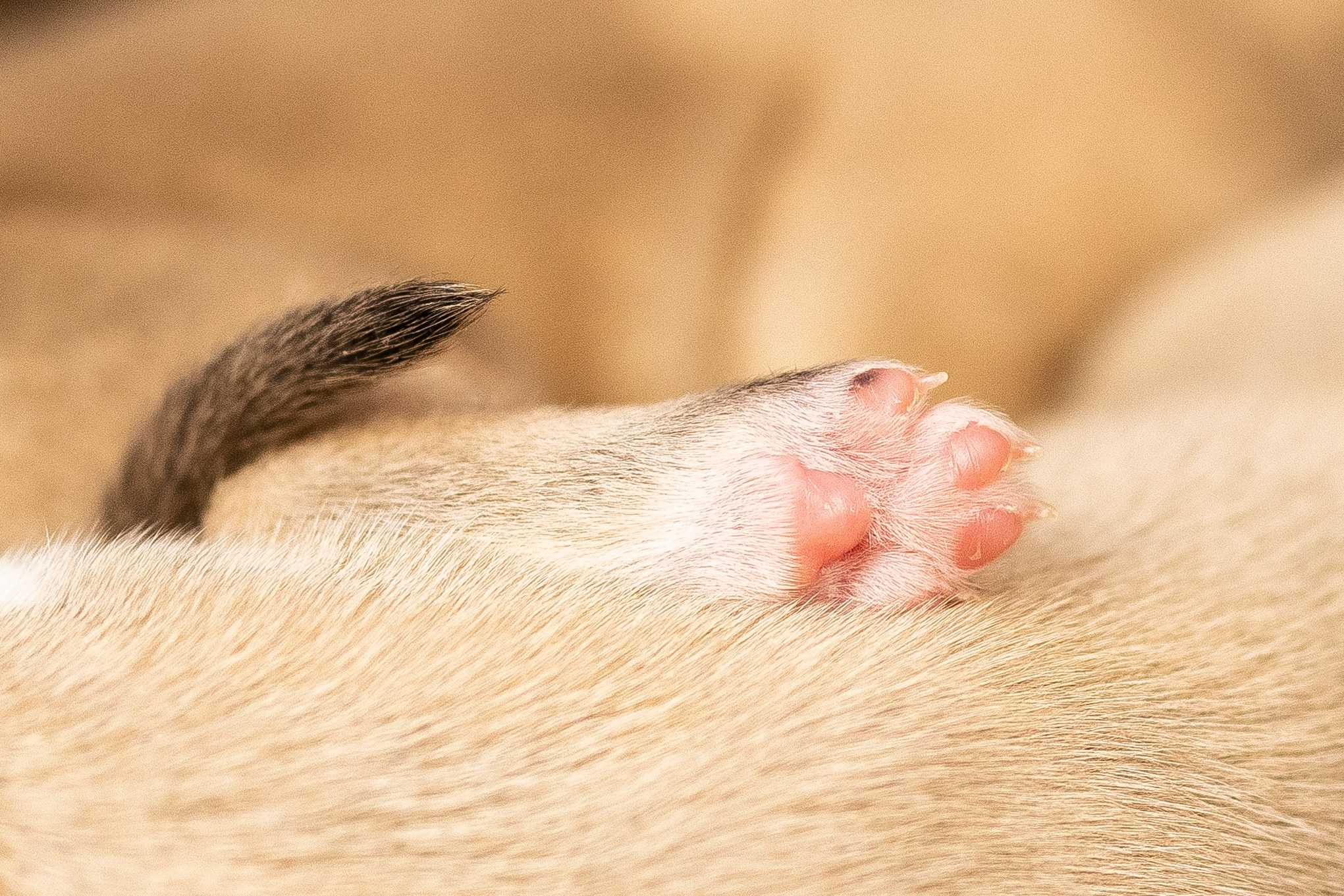 Уиппет. Фотограф и видеограф анималист Аганина Дарья