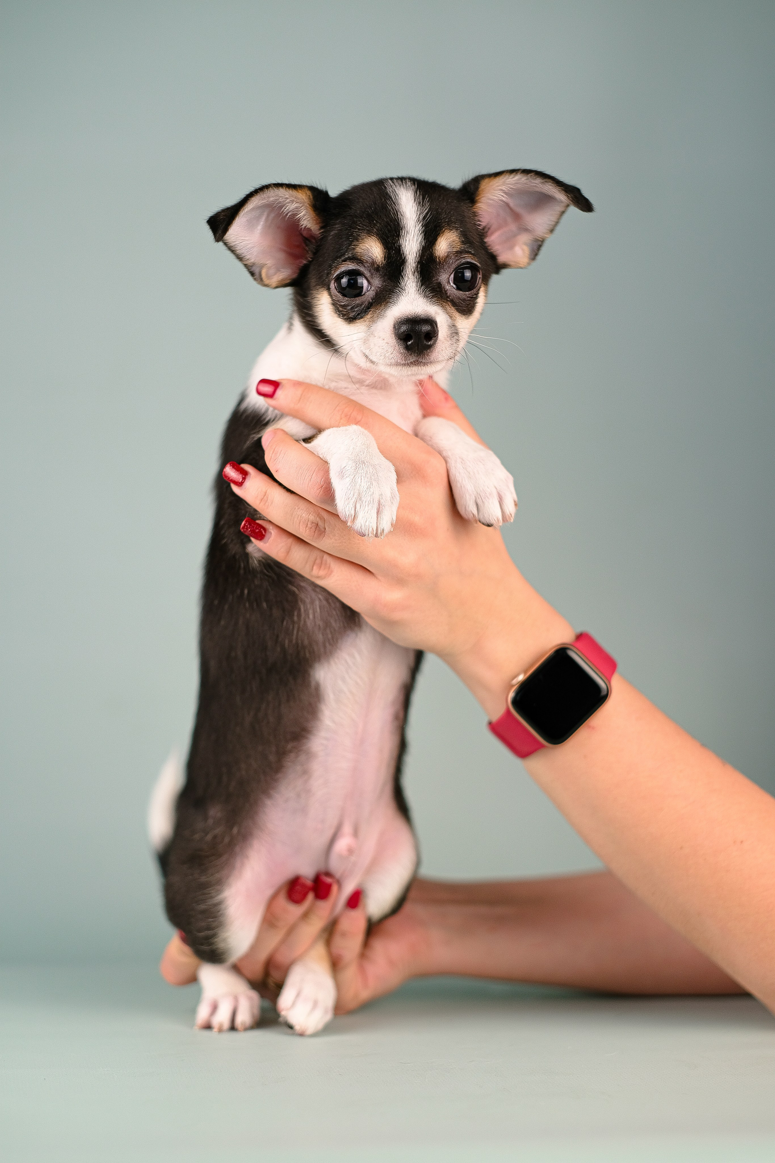 Чихуа хуа. Фотограф и видеограф анималист Аганина Дарья