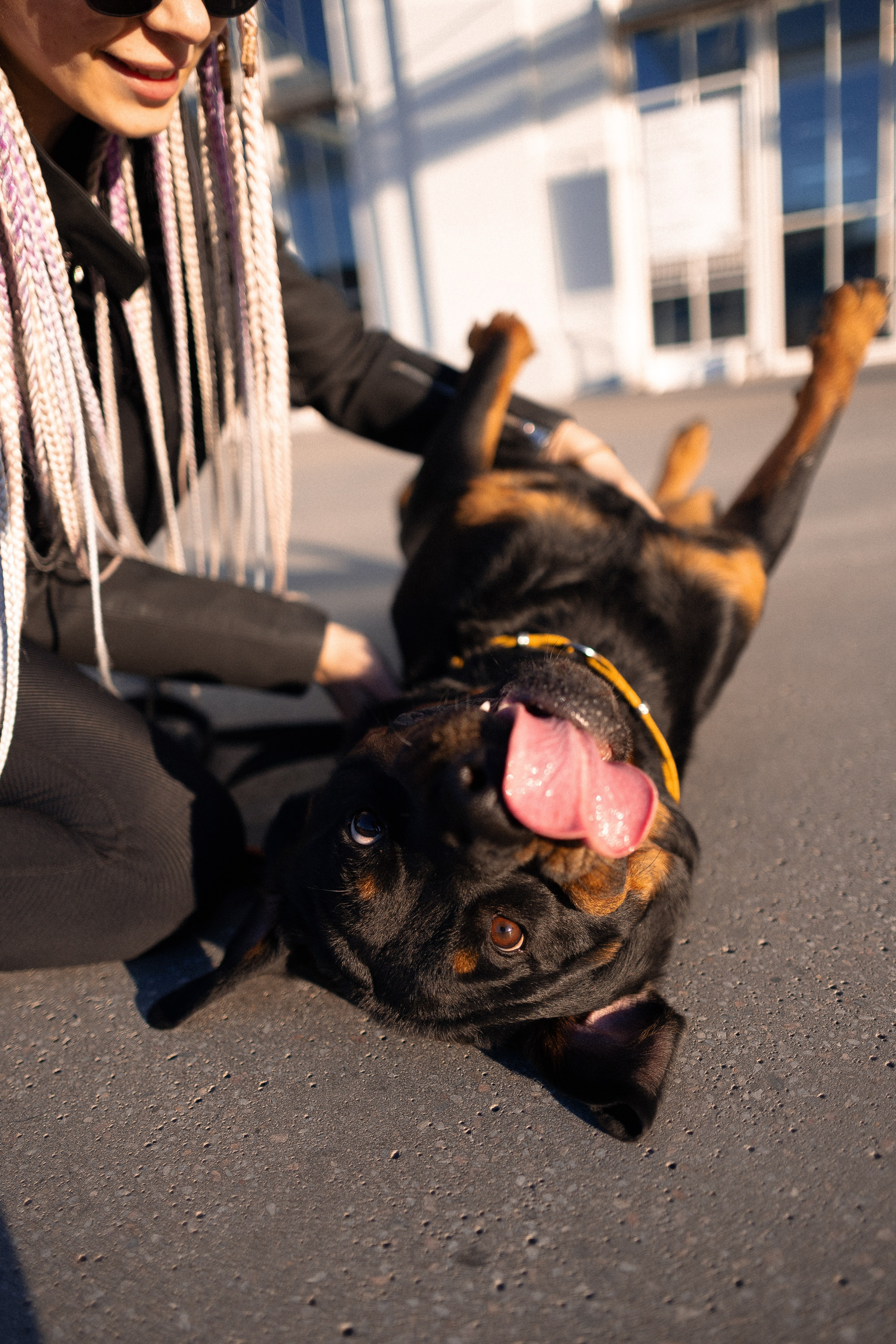 Катя, Леша, Трой и Лея. Фотограф и видеограф анималист Аганина Дарья