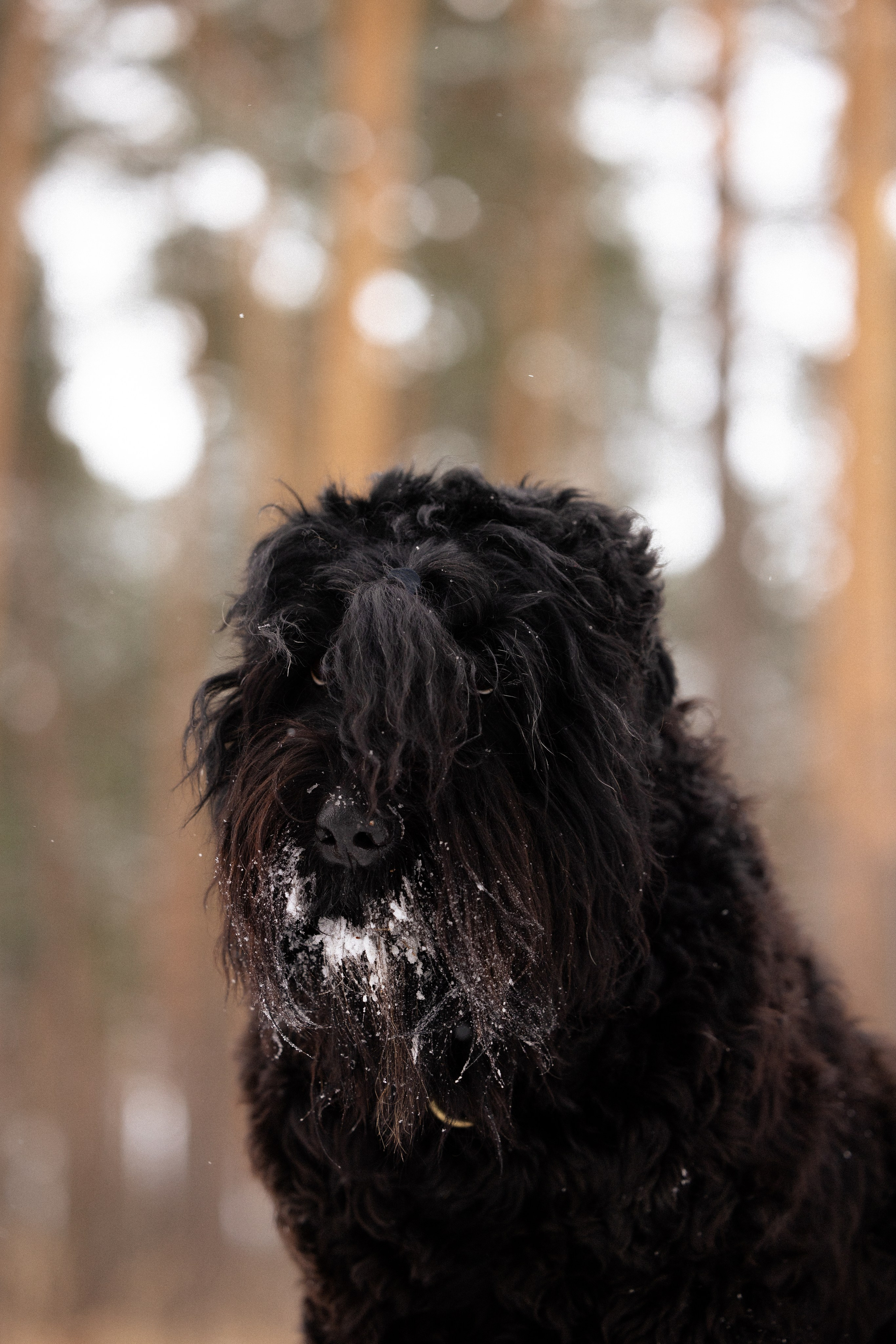 Анастасия и Ирга. Фотограф и видеограф анималист Аганина Дарья