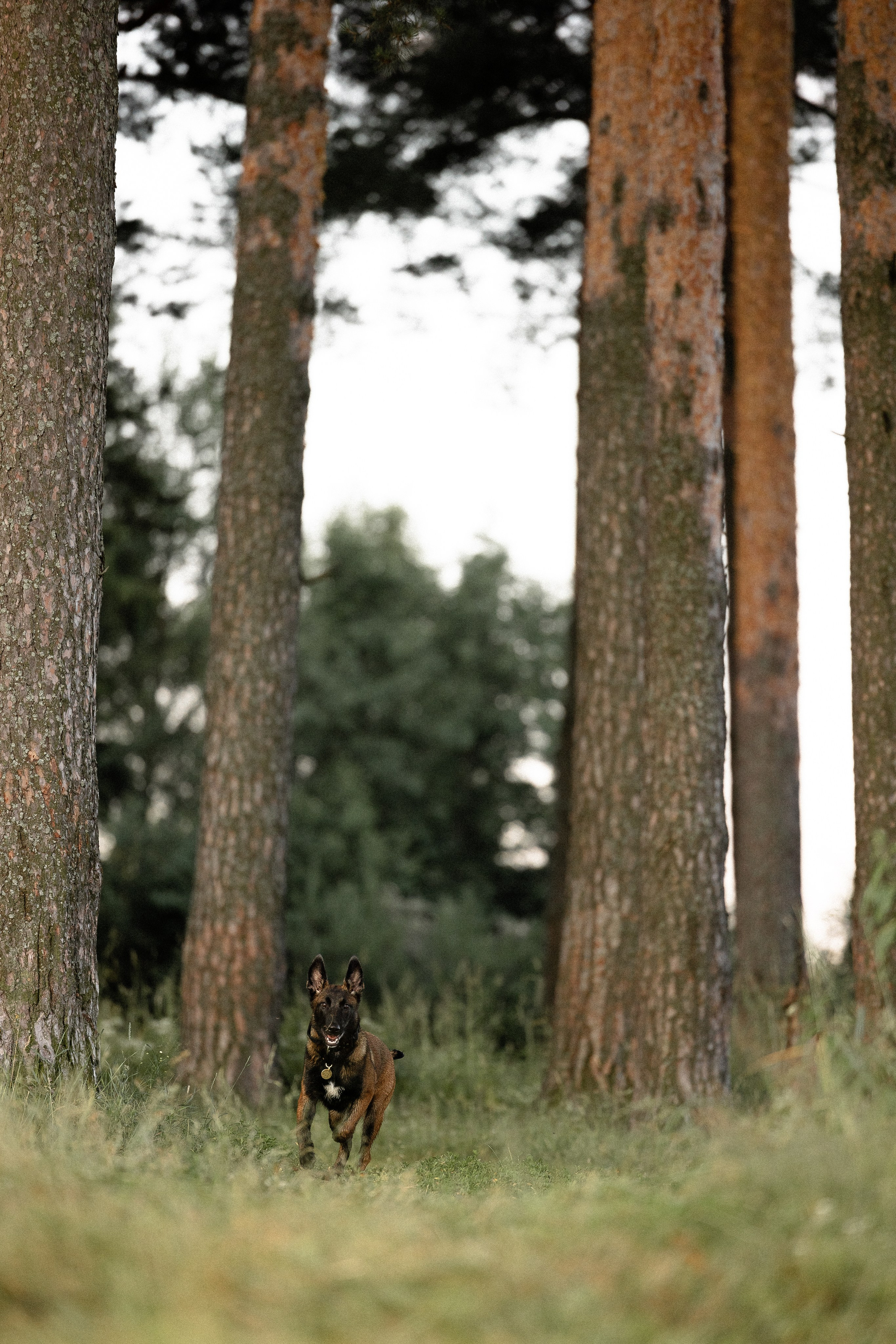 Галина и Лоя. Фотограф и видеограф анималист Аганина Дарья