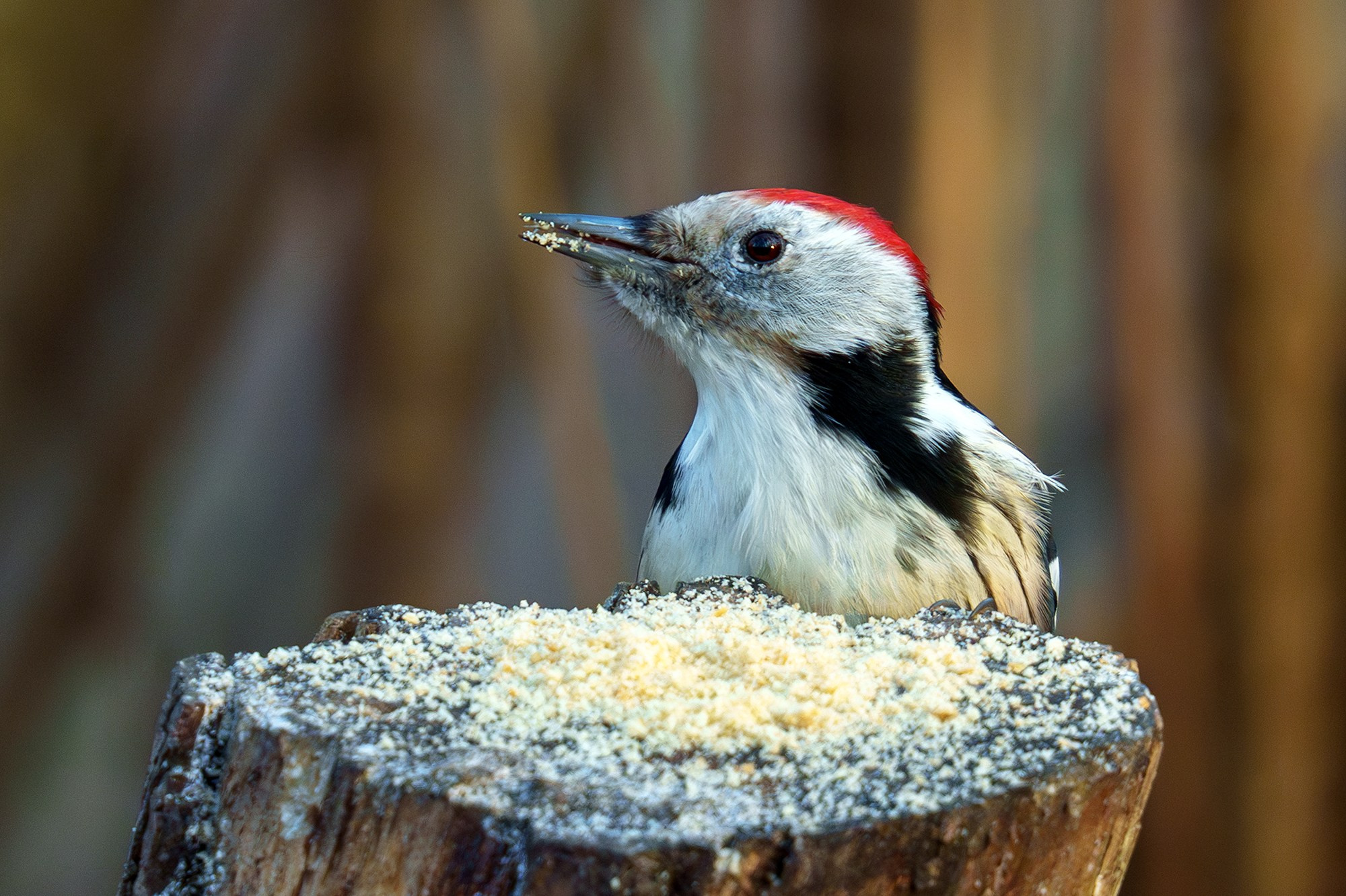 Удивительные мир птиц. Вокруг нас столько прекрасного — присмотритесь!. Ваш личный фотограф Марина Волкова