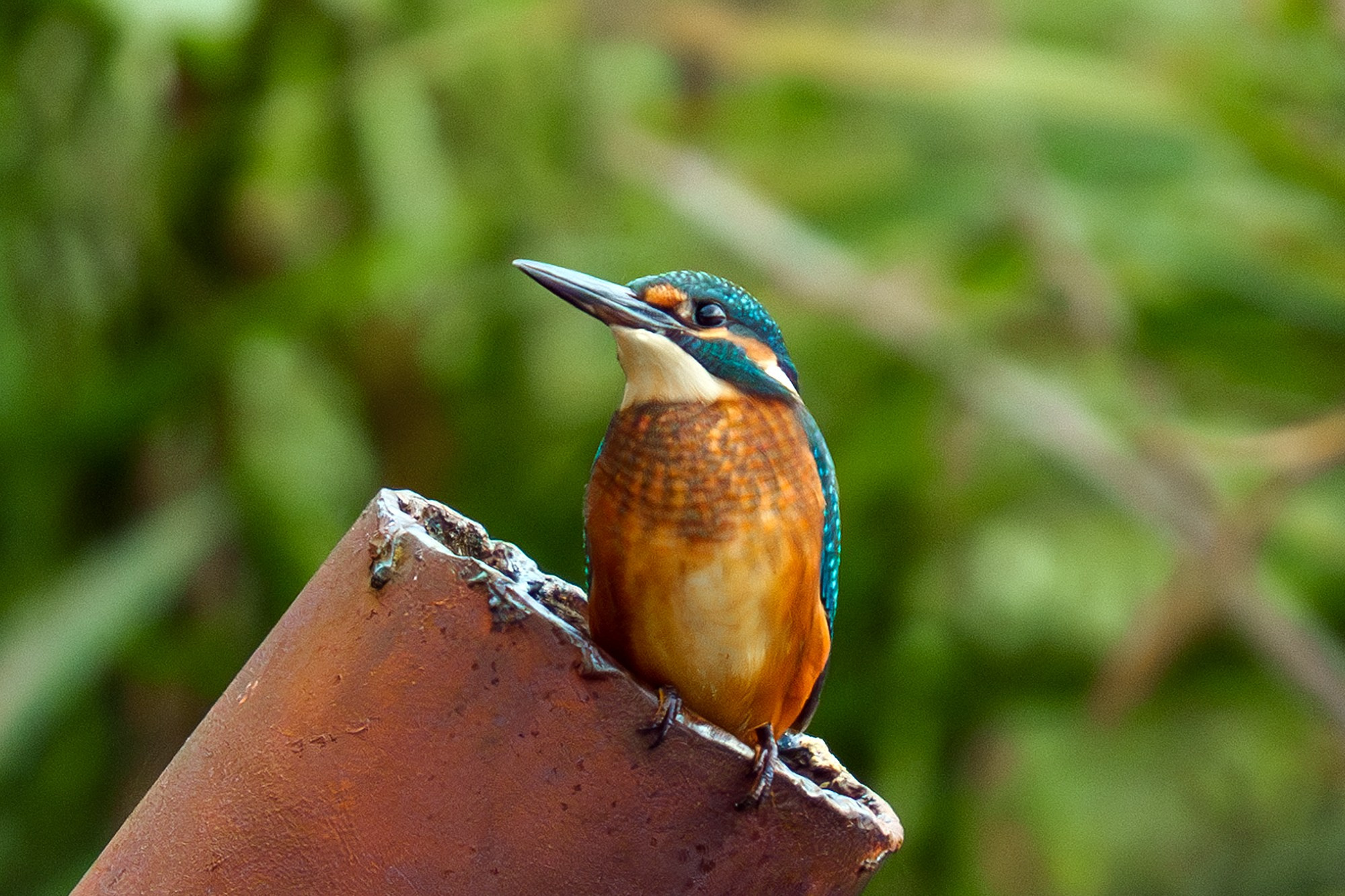 Удивительные мир птиц. Вокруг нас столько прекрасного — присмотритесь!. Ваш личный фотограф Марина Волкова