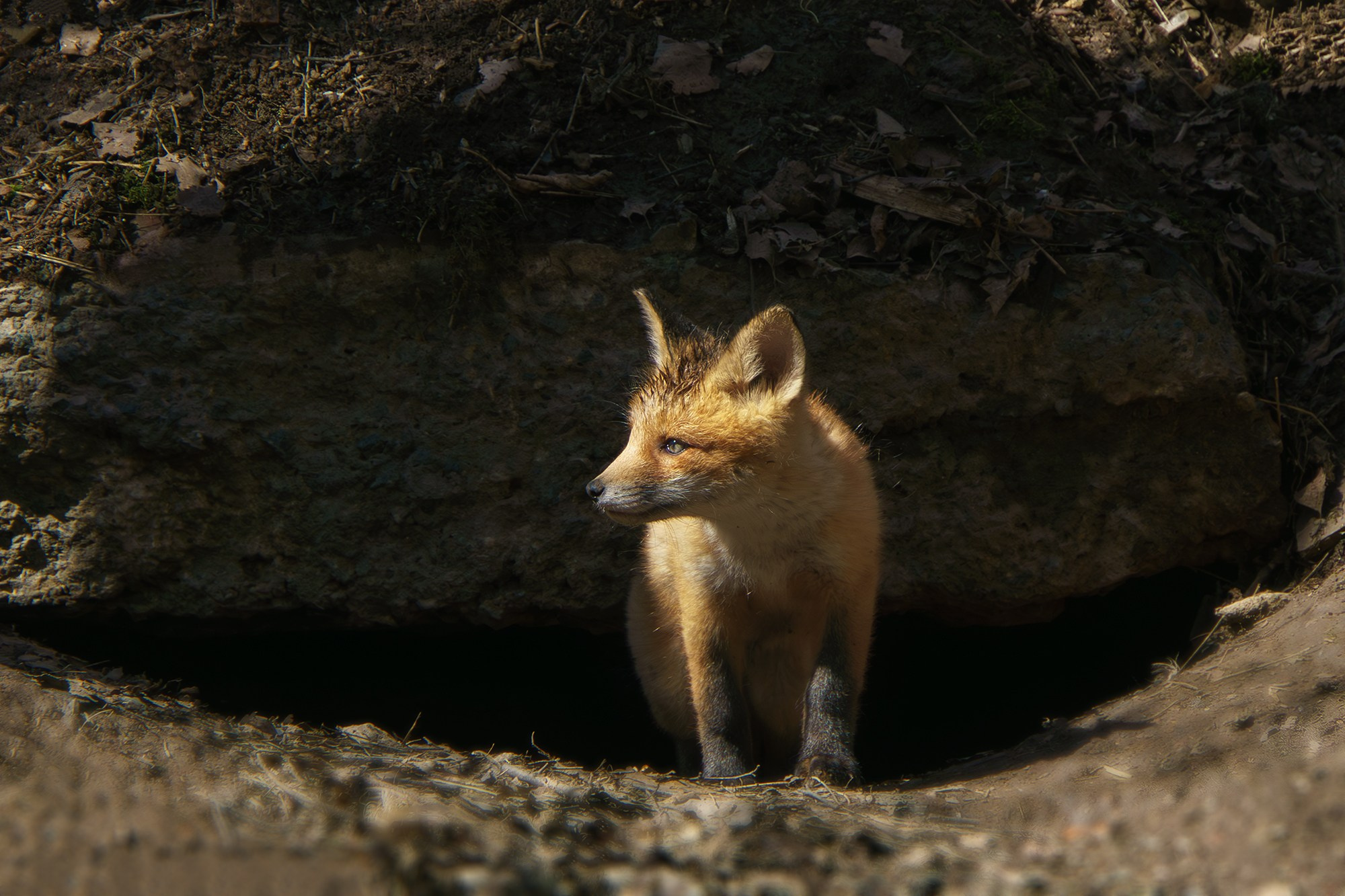 Животные. Ваш личный фотограф Марина Волкова