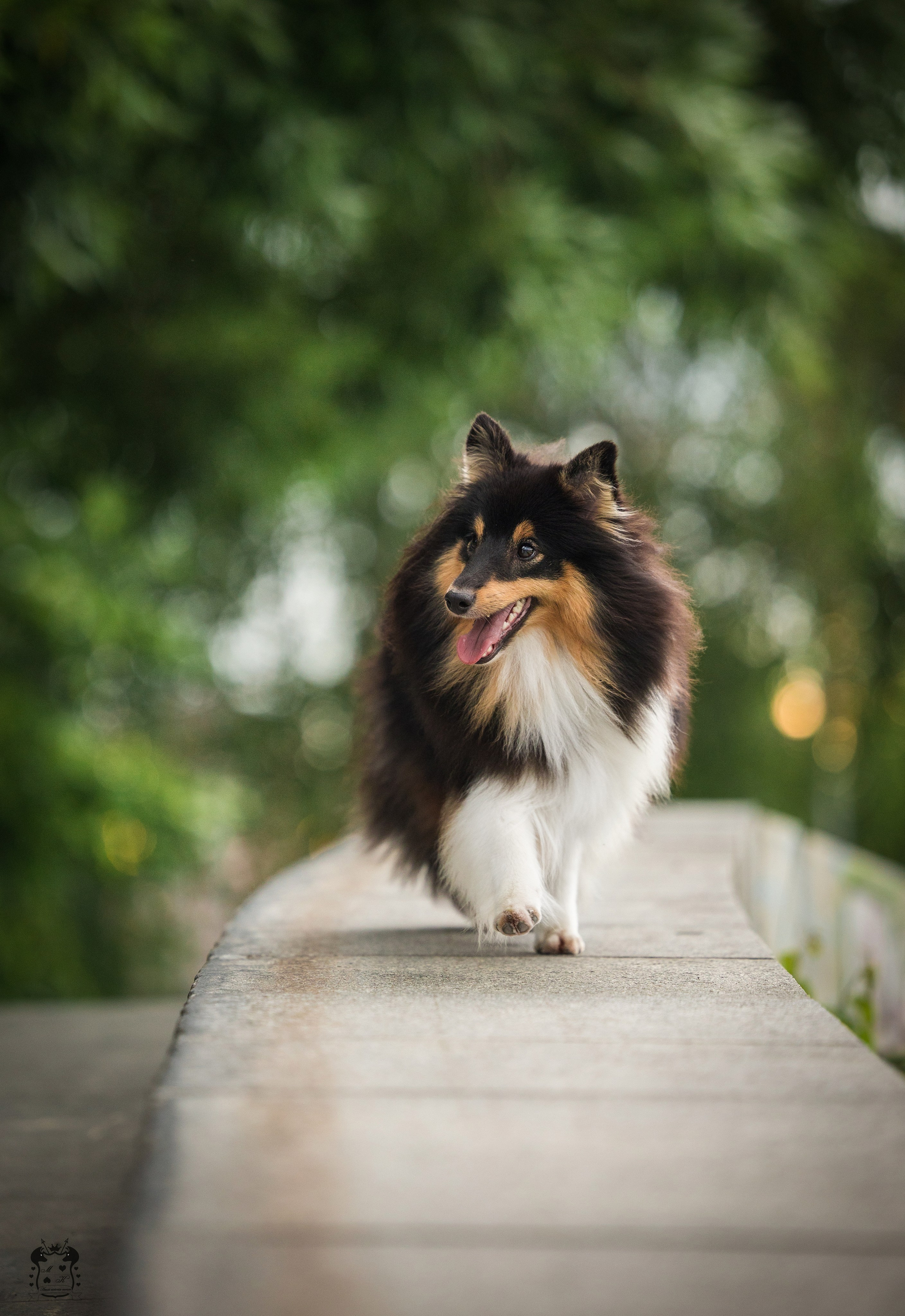 Портфолио. Фотограф-анималист в Екатеринбурге Марина Шишкина