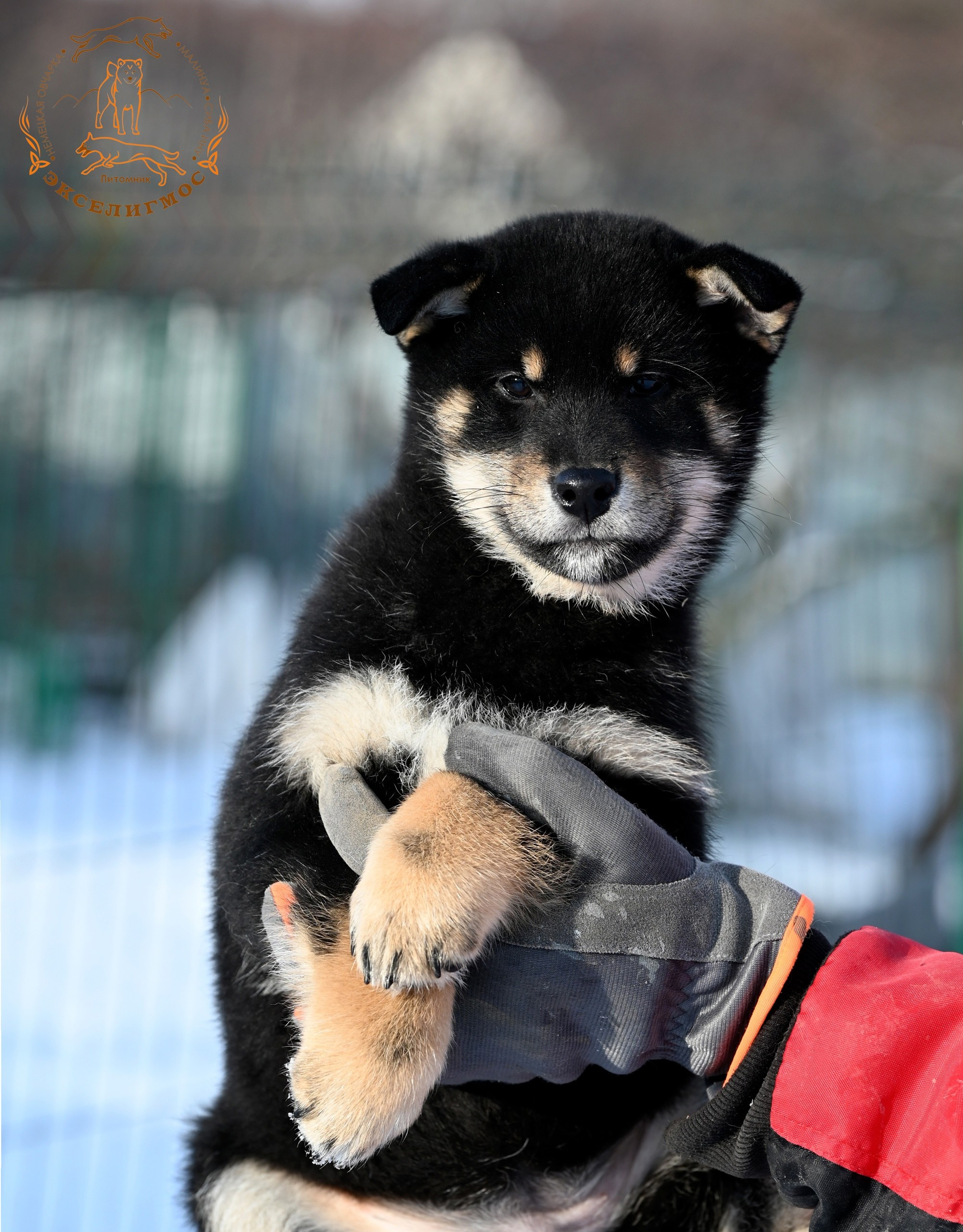 Тáту * Exceligmos Tatsu. Американская акита I Сиба ину I Питомник RUBYLIGHT