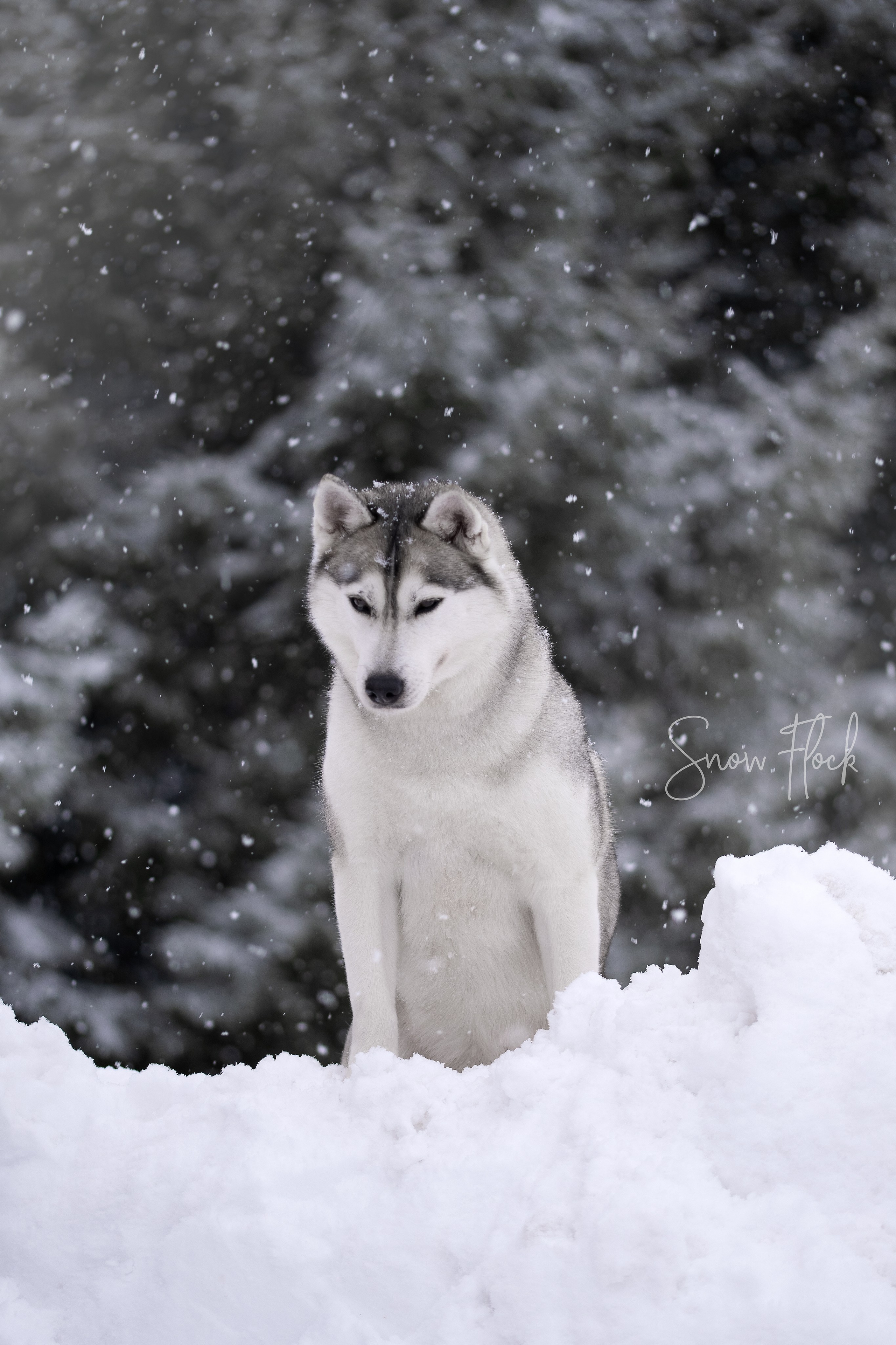 Собаки. FASHION ФОТОГРАФ КАЗАНЬ