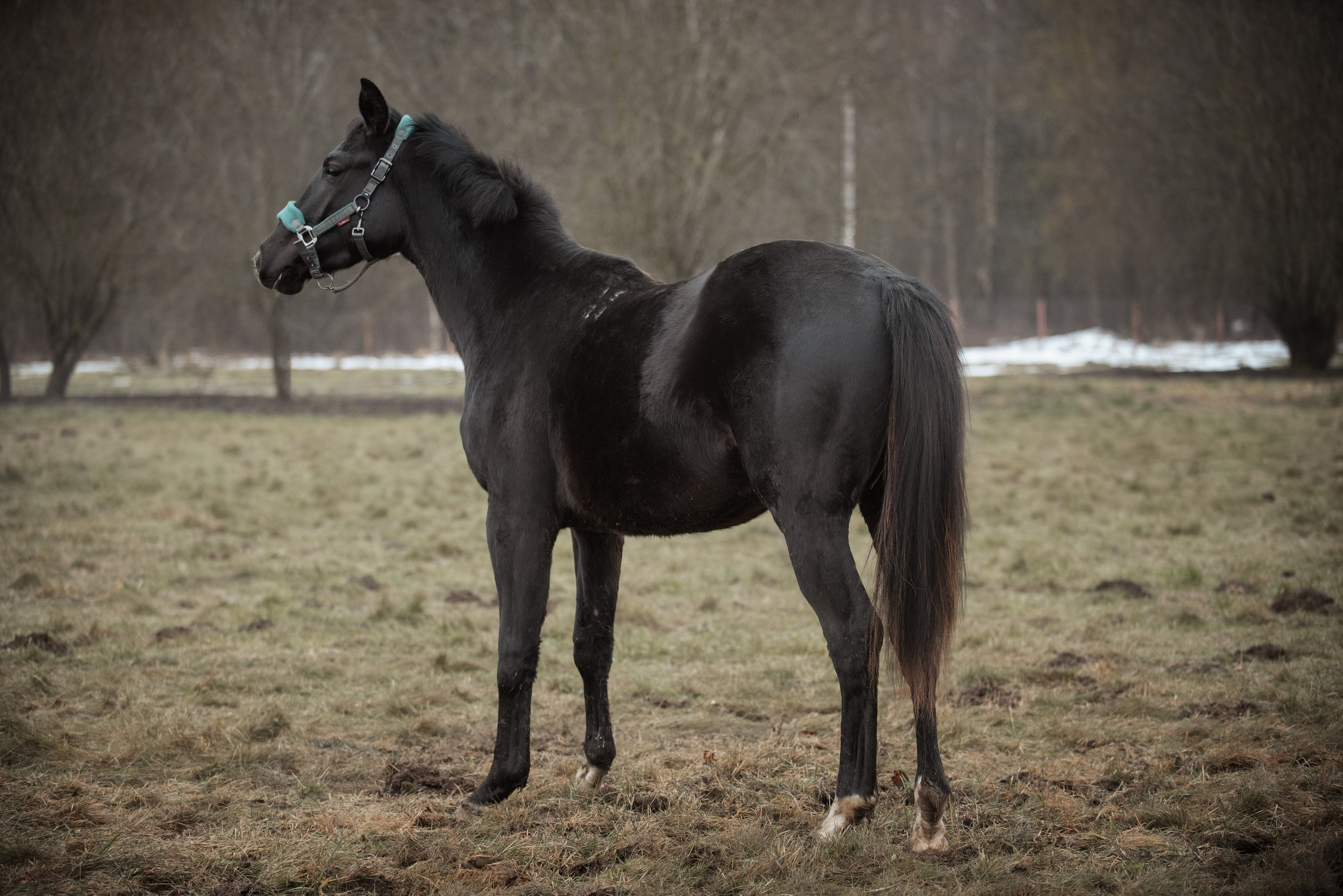 Мелкаши ЮНА. Куракина Дарья • Конный фотограф