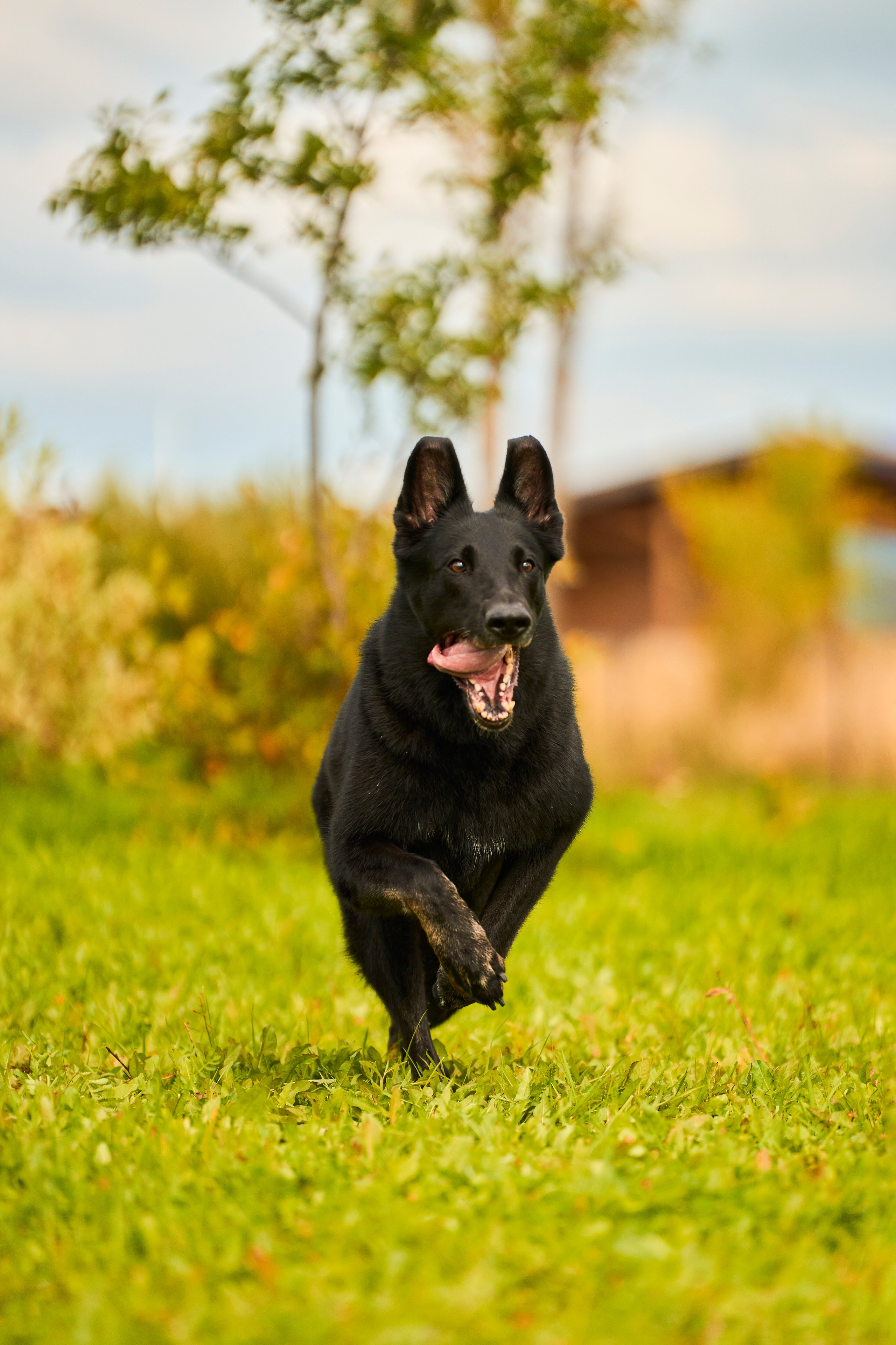 Фотосессия ваших питомцев. Женский и свадебный фотограф в Москве Елена Тараскина