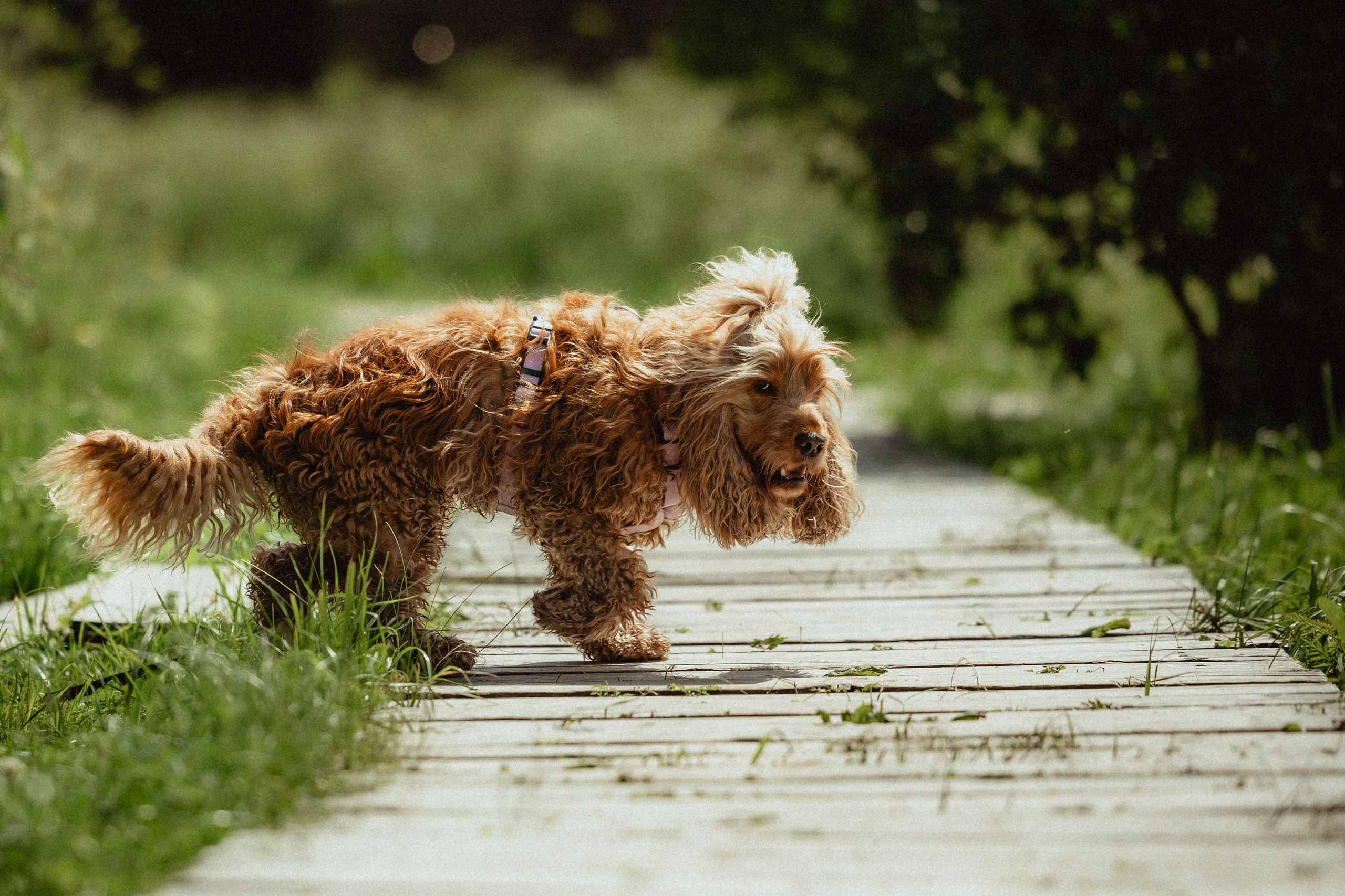Выездной дог-тренинг от школы «Шерсть имею»