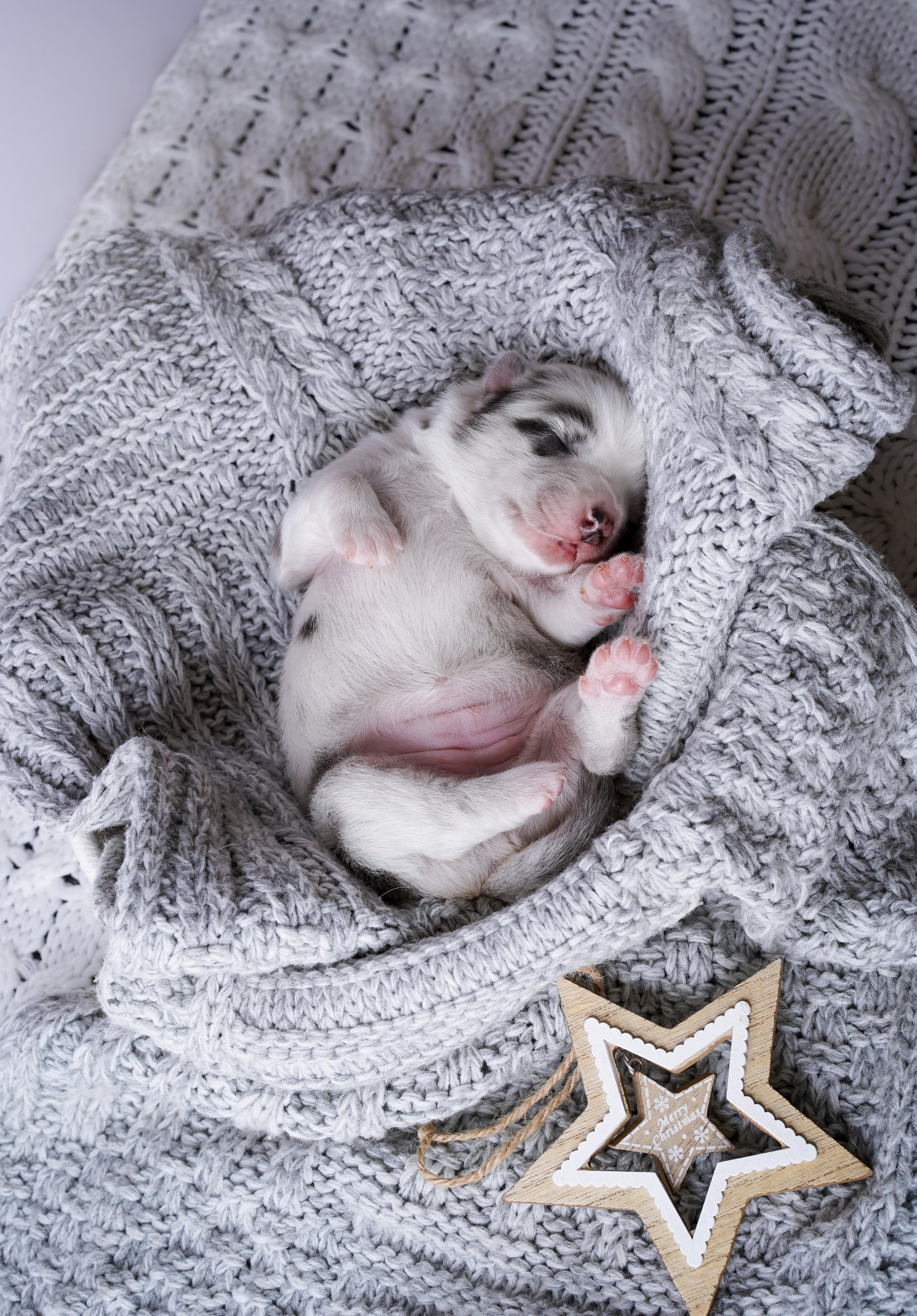 Щенки австралийской овчарки. Фотограф-анималист в Санкт-Петербурге Яна Мартынова