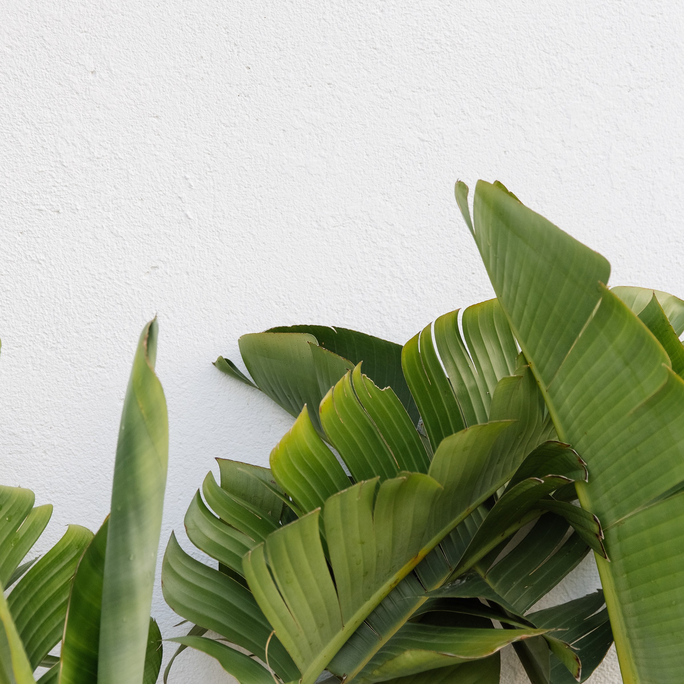 WHITE AWARDS ЛУЧШИЙ РЕПОРТАЖНЫЙ СВАДЕБНЫЙ ФОТОГРАФ. Свадебный фотограф в Москве Павел Лепешев