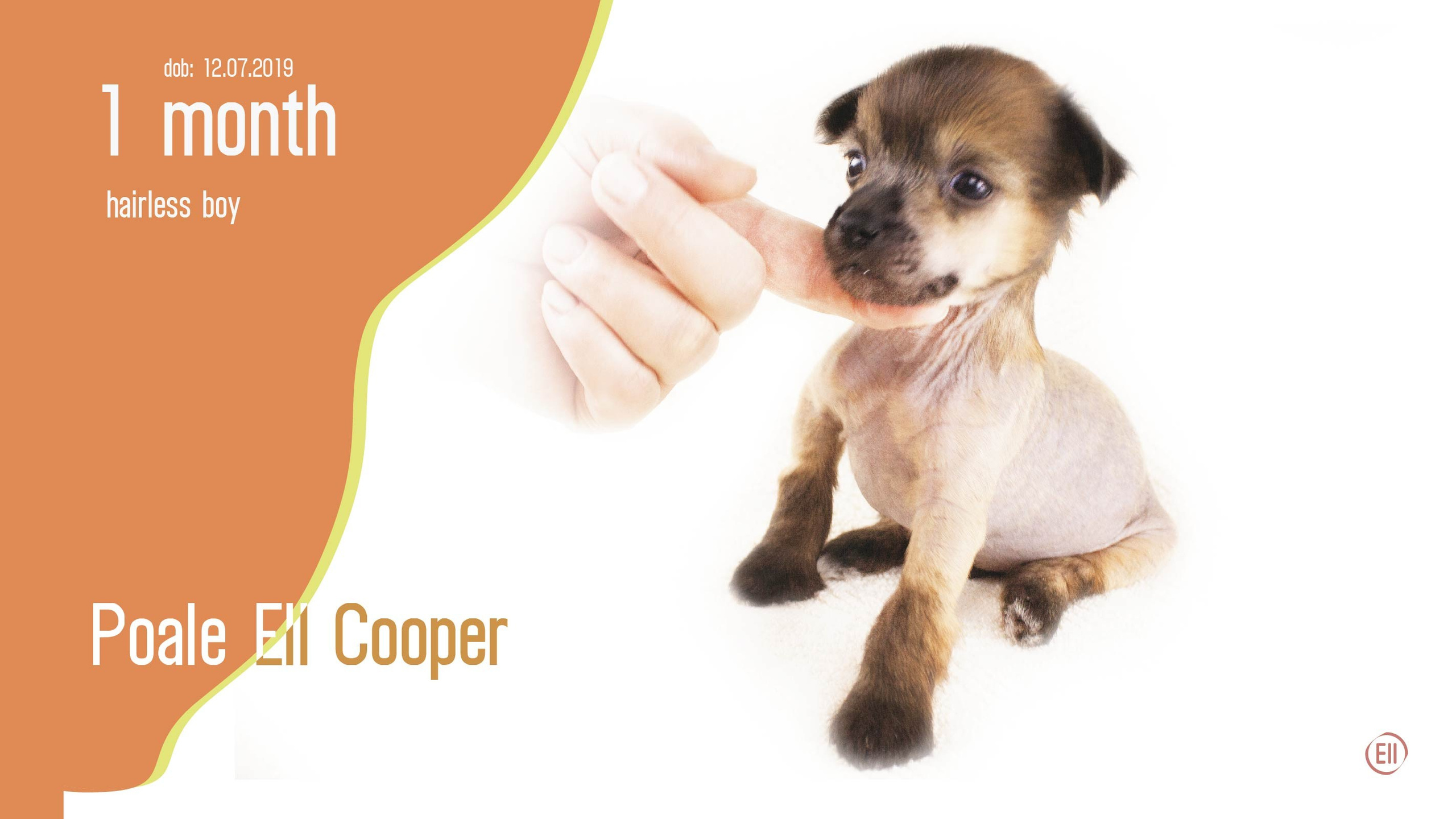 Litter C. Chinese Crested Dog Kennel Poale Ell