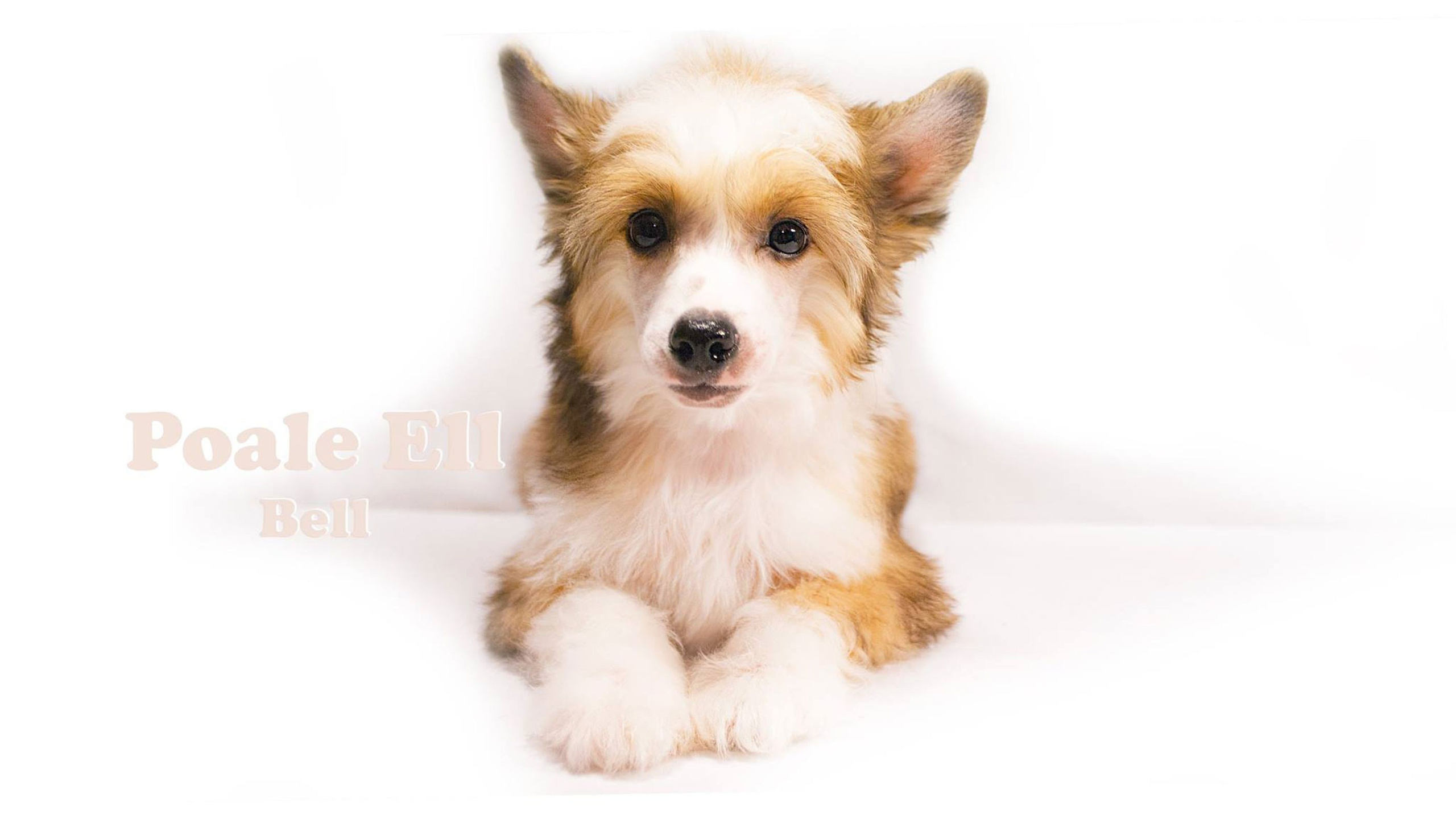 Poale Ell Bell. Chinese Crested Dog Kennel Poale Ell