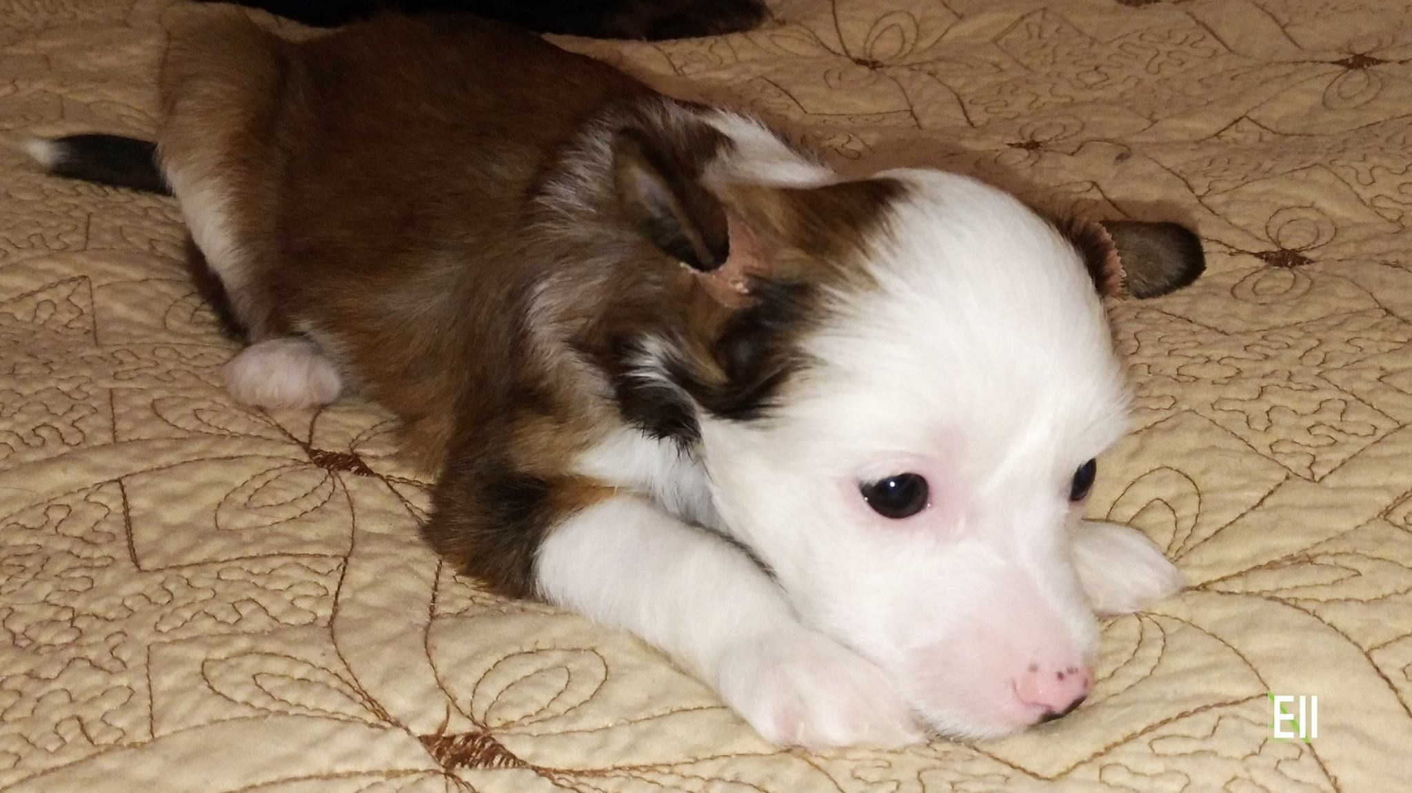 Poale Ell Barthalamew. Chinese Crested Dog Kennel Poale Ell