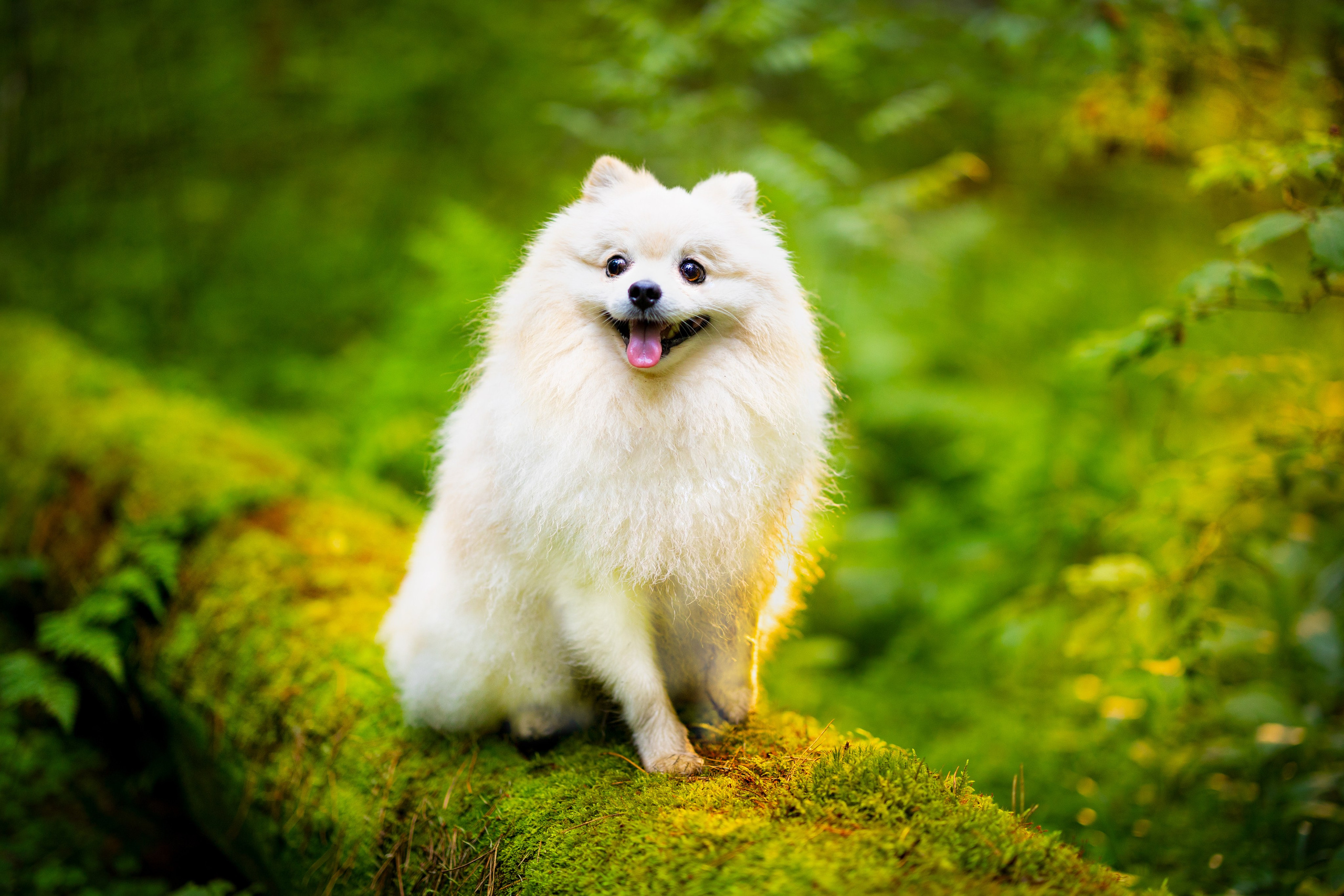 PRO АЛЬБОМ | Выпускные альбомы Иваново Ярославль