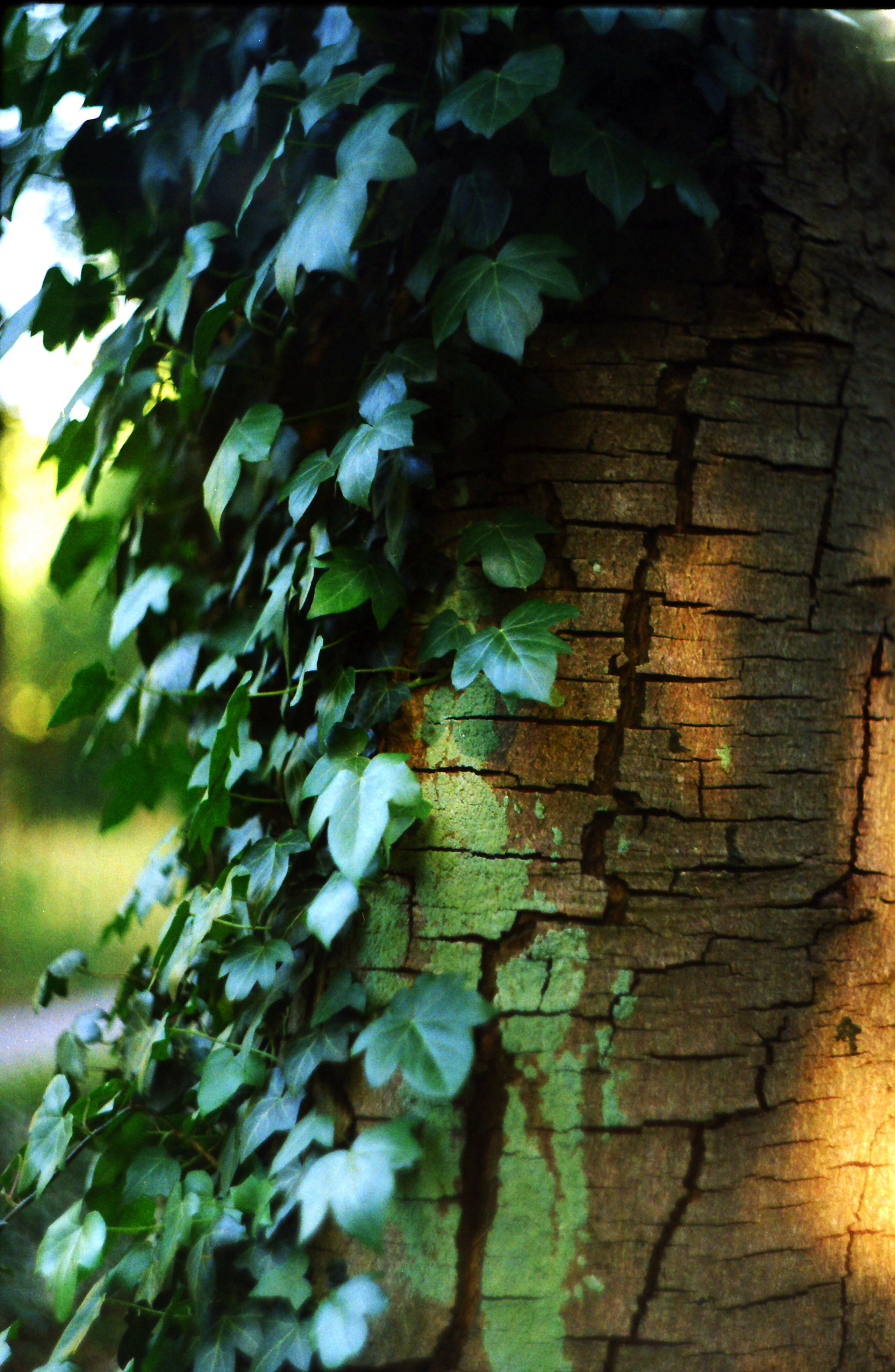 Рутова Наталья. Портреты деревьев. Наталья Рутова