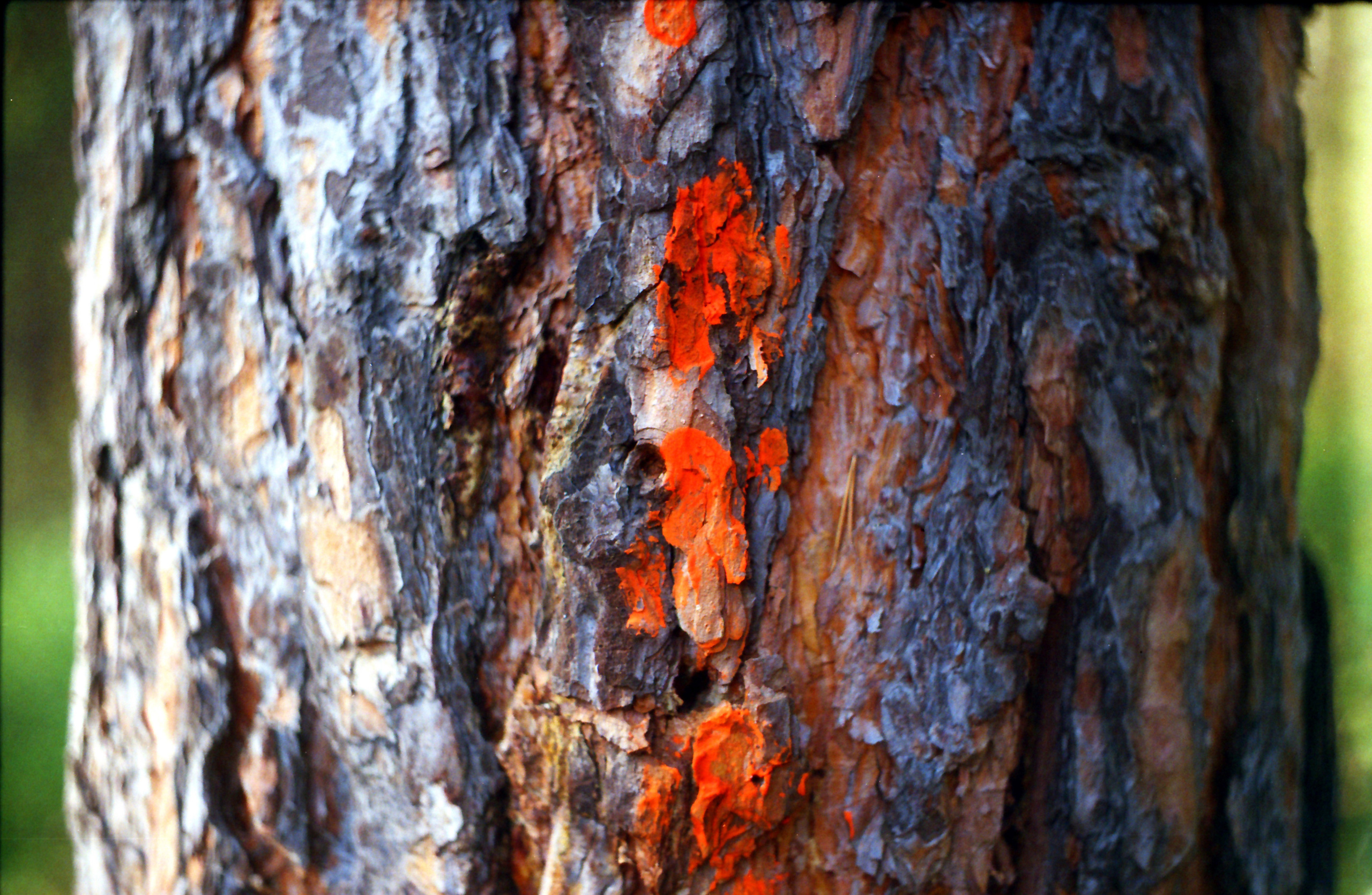 Рутова Наталья. Портреты деревьев. Наталья Рутова
