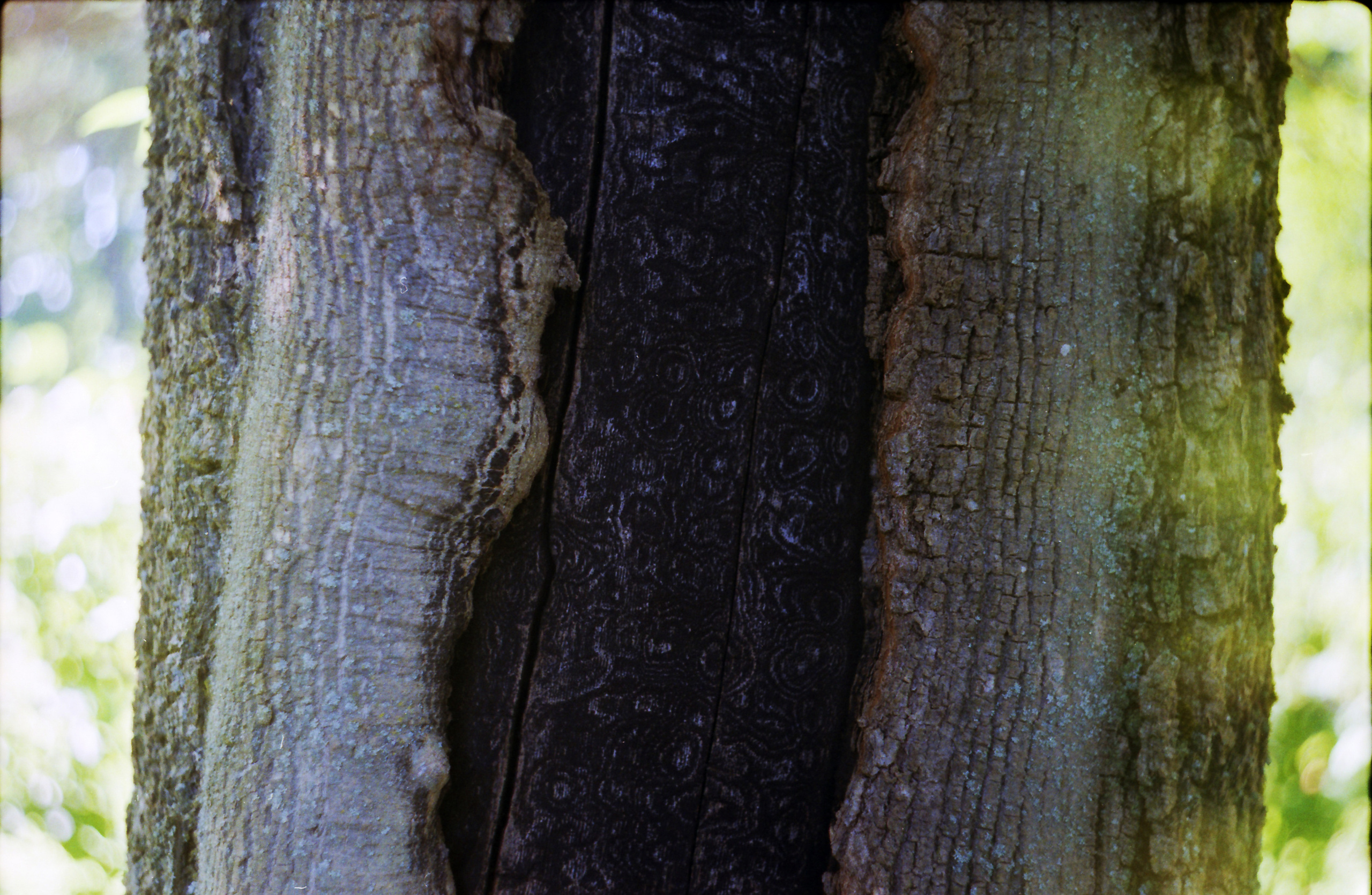 Рутова Наталья. Портреты деревьев. Наталья Рутова