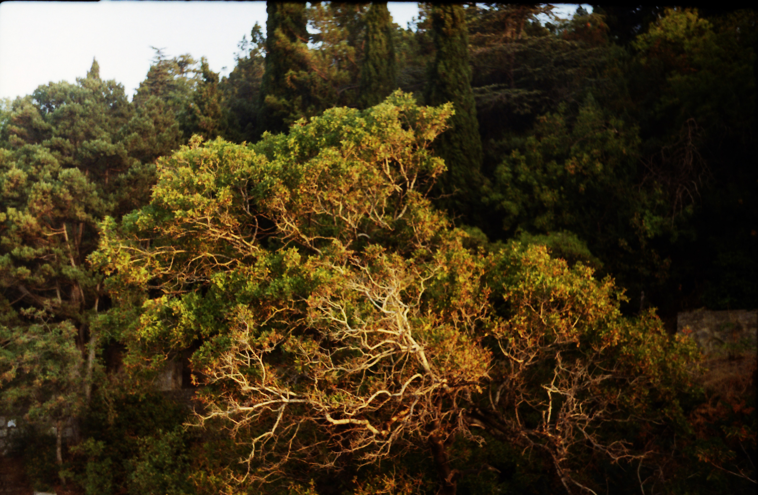 Рутова Наталья. Портреты деревьев. Наталья Рутова
