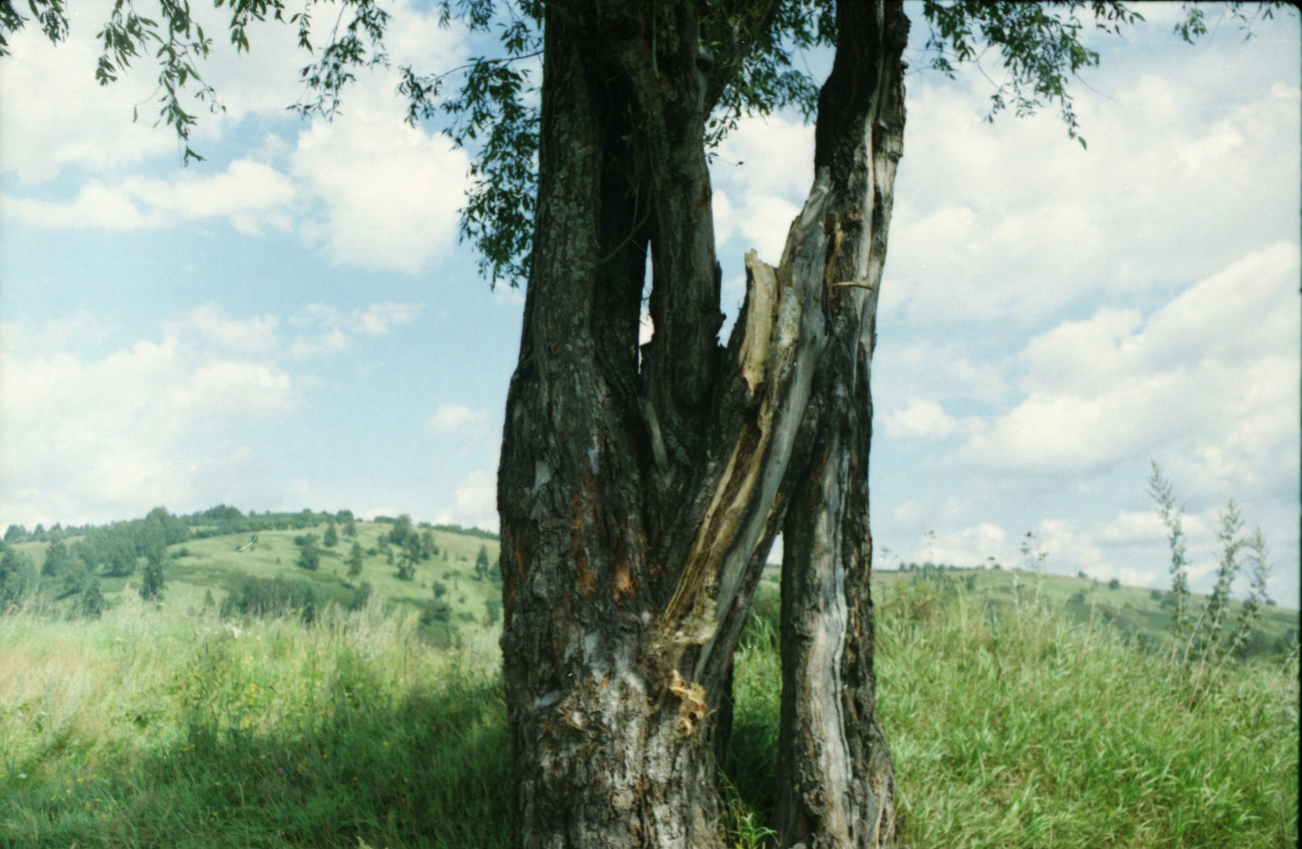 Рутова Наталья. Портреты деревьев. Наталья Рутова