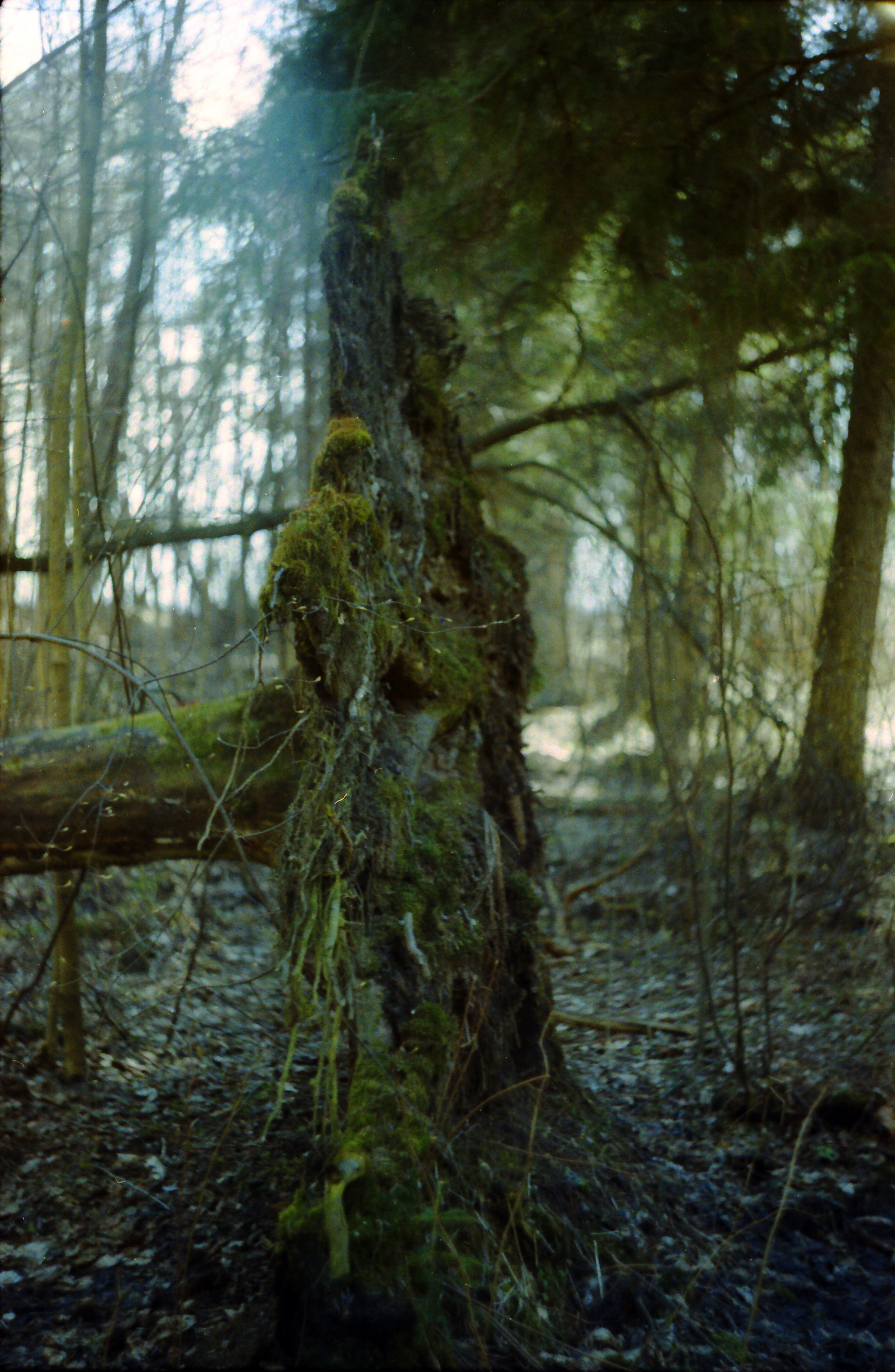 Рутова Наталья. Портреты деревьев. Наталья Рутова