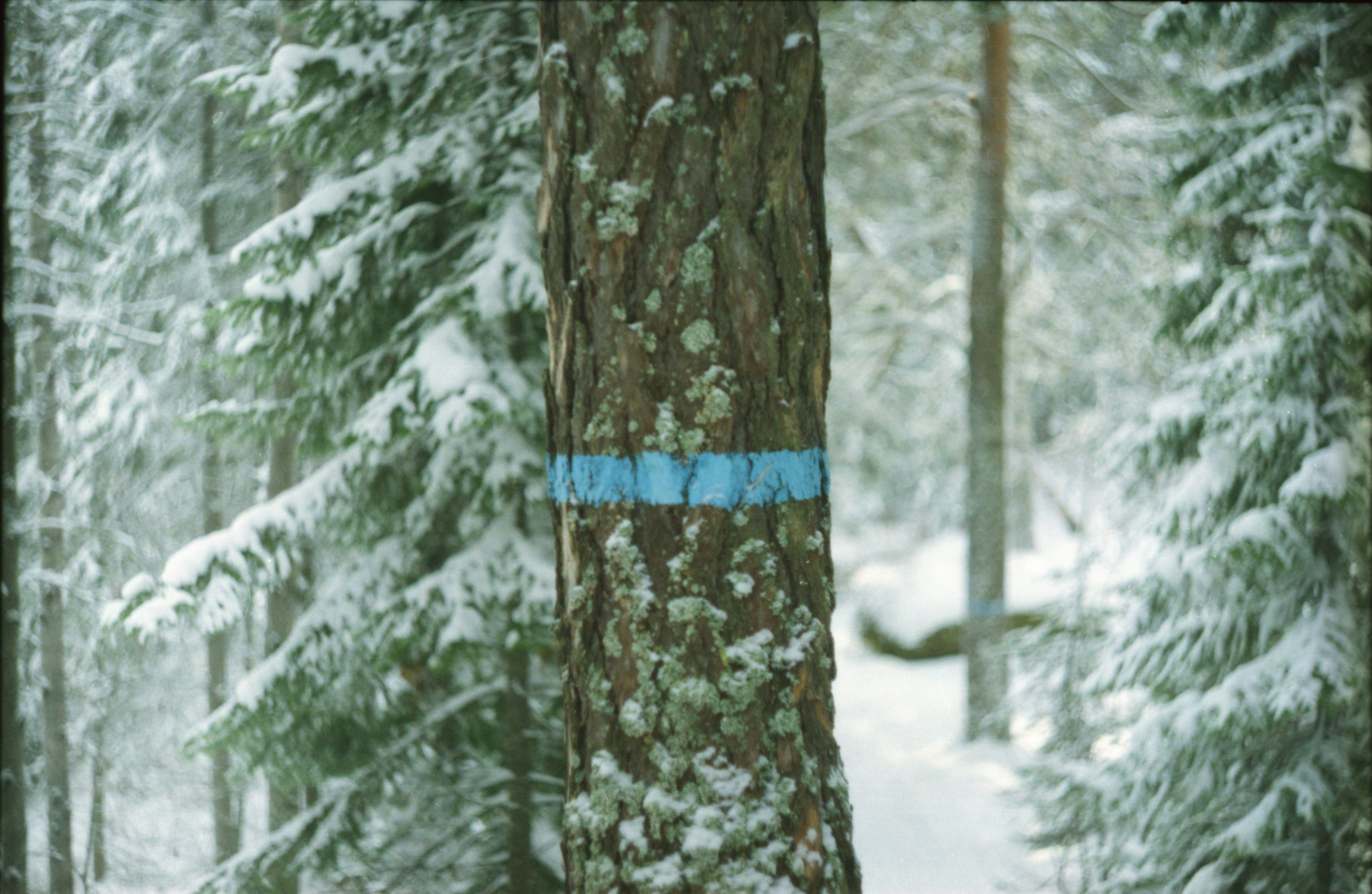 Рутова Наталья. Портреты деревьев. Наталья Рутова