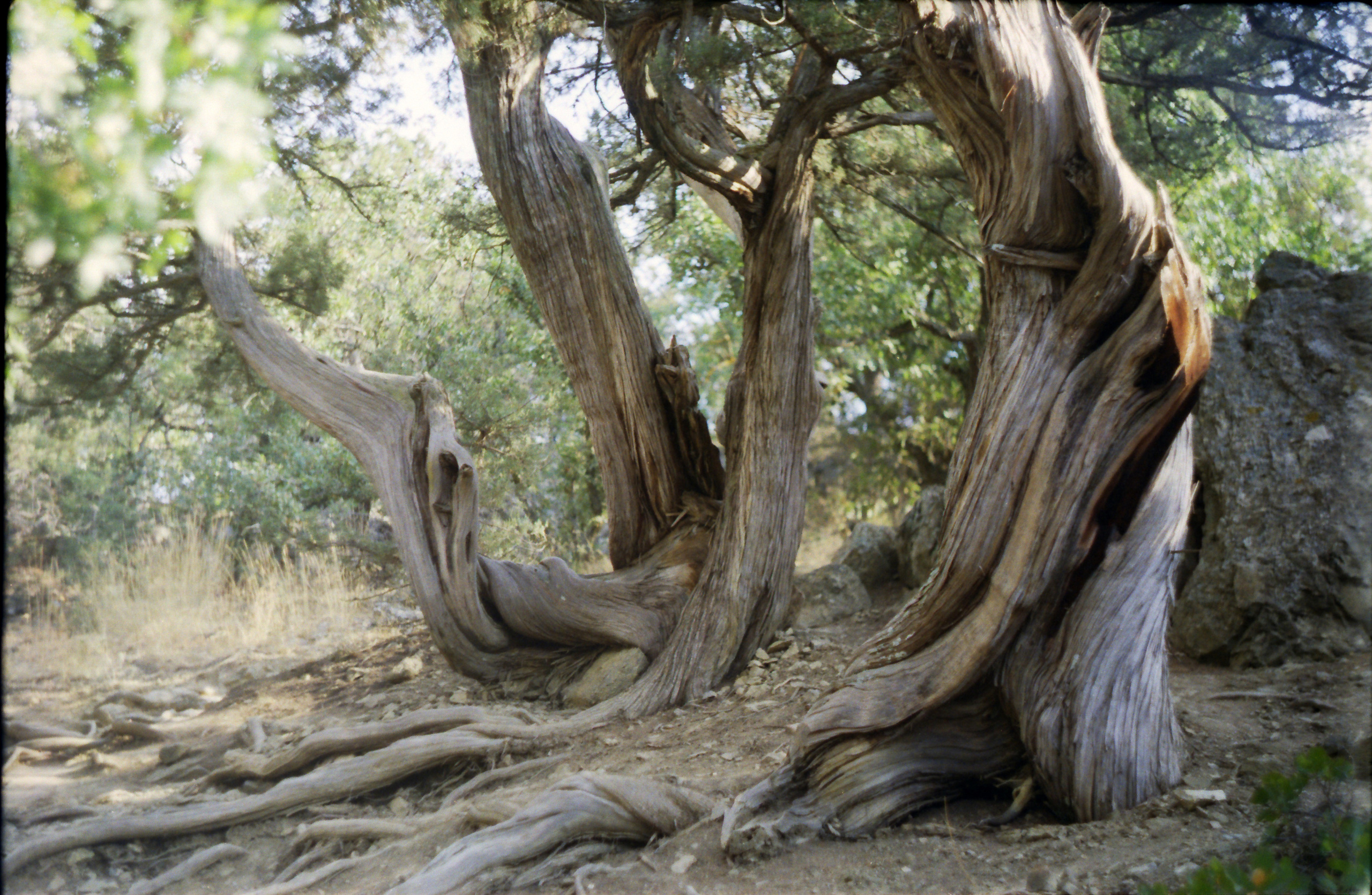 Рутова Наталья. Портреты деревьев. Наталья Рутова