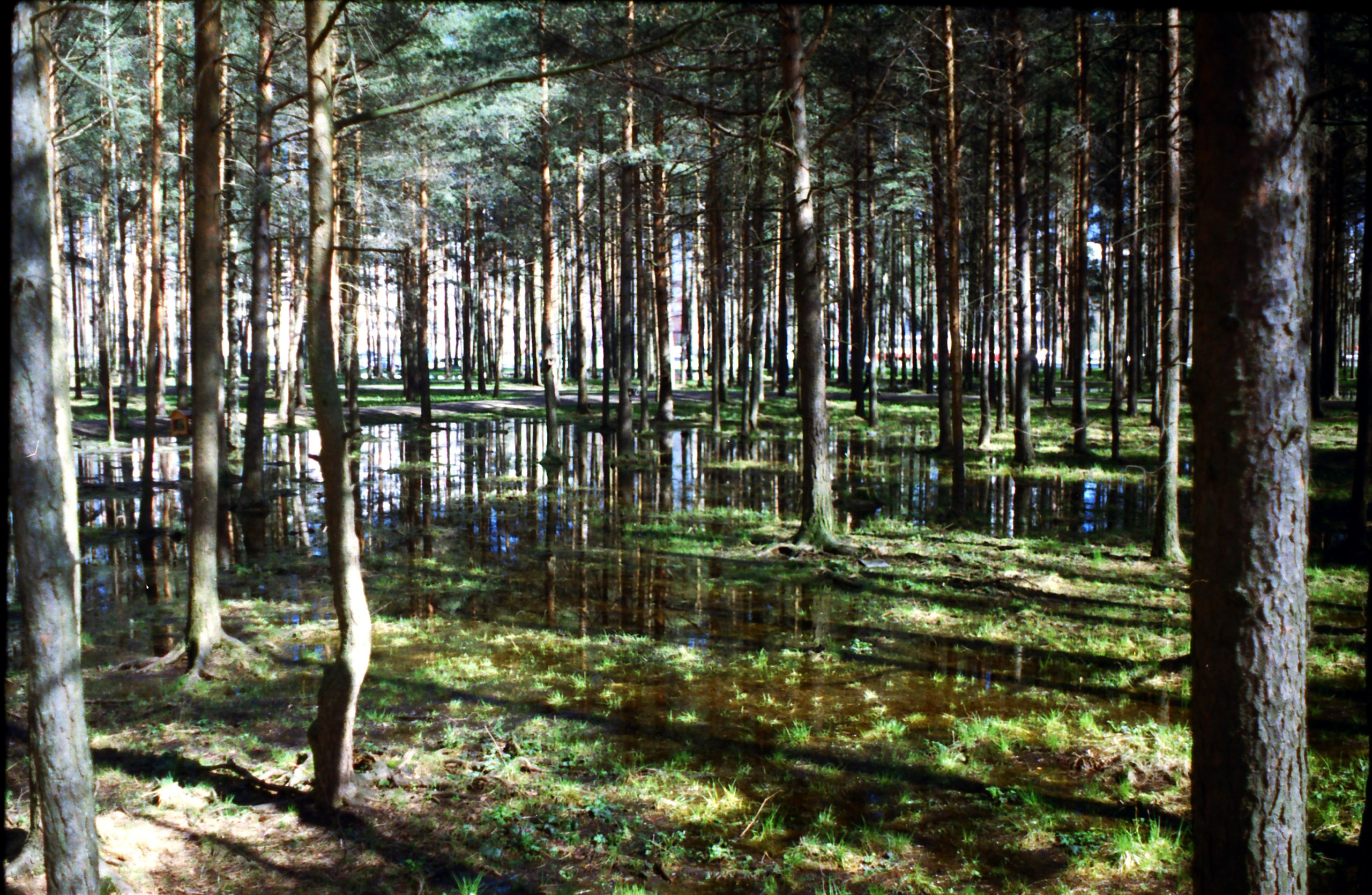 Рутова Наталья. Портреты деревьев. Наталья Рутова