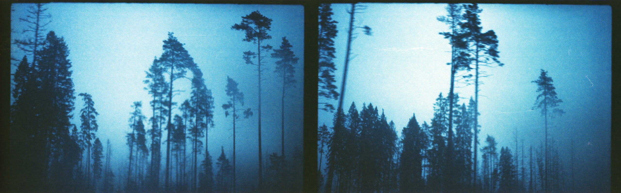 Рутова Наталья. Портреты деревьев. Наталья Рутова