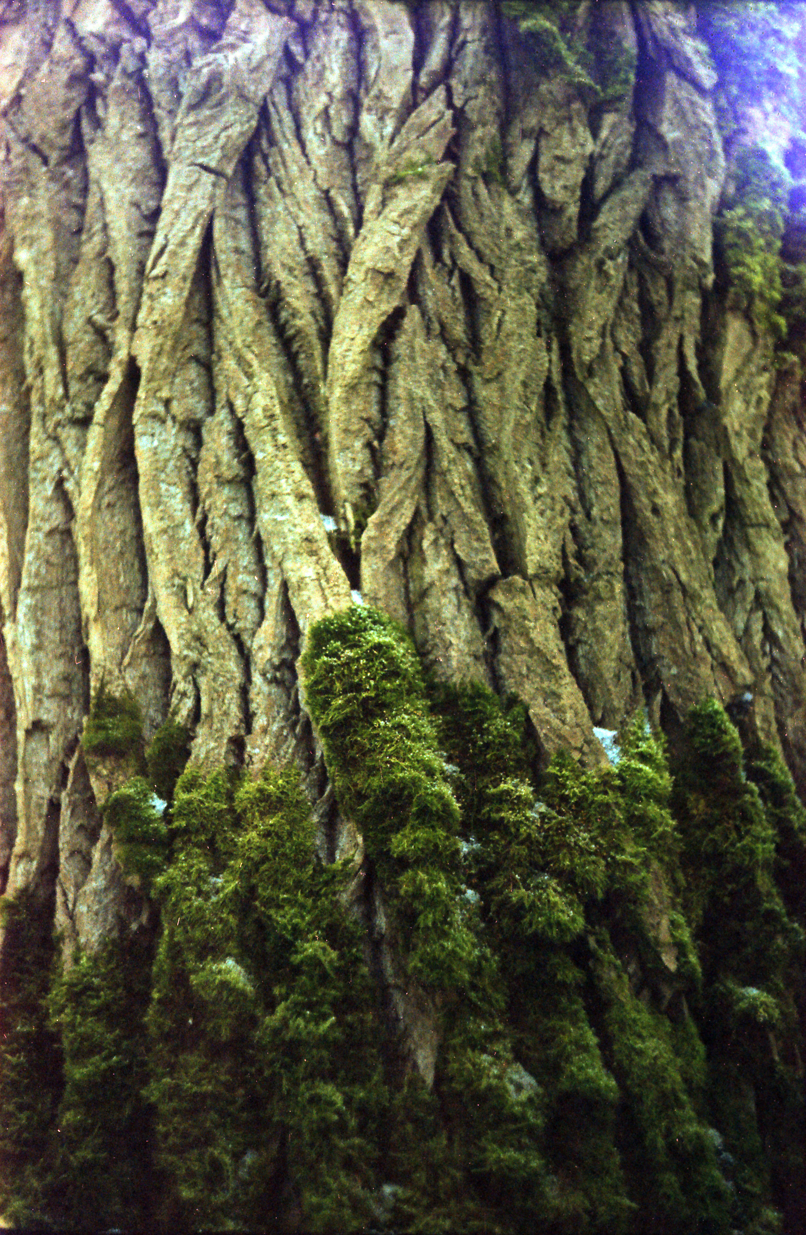 Рутова Наталья. Портреты деревьев. Наталья Рутова