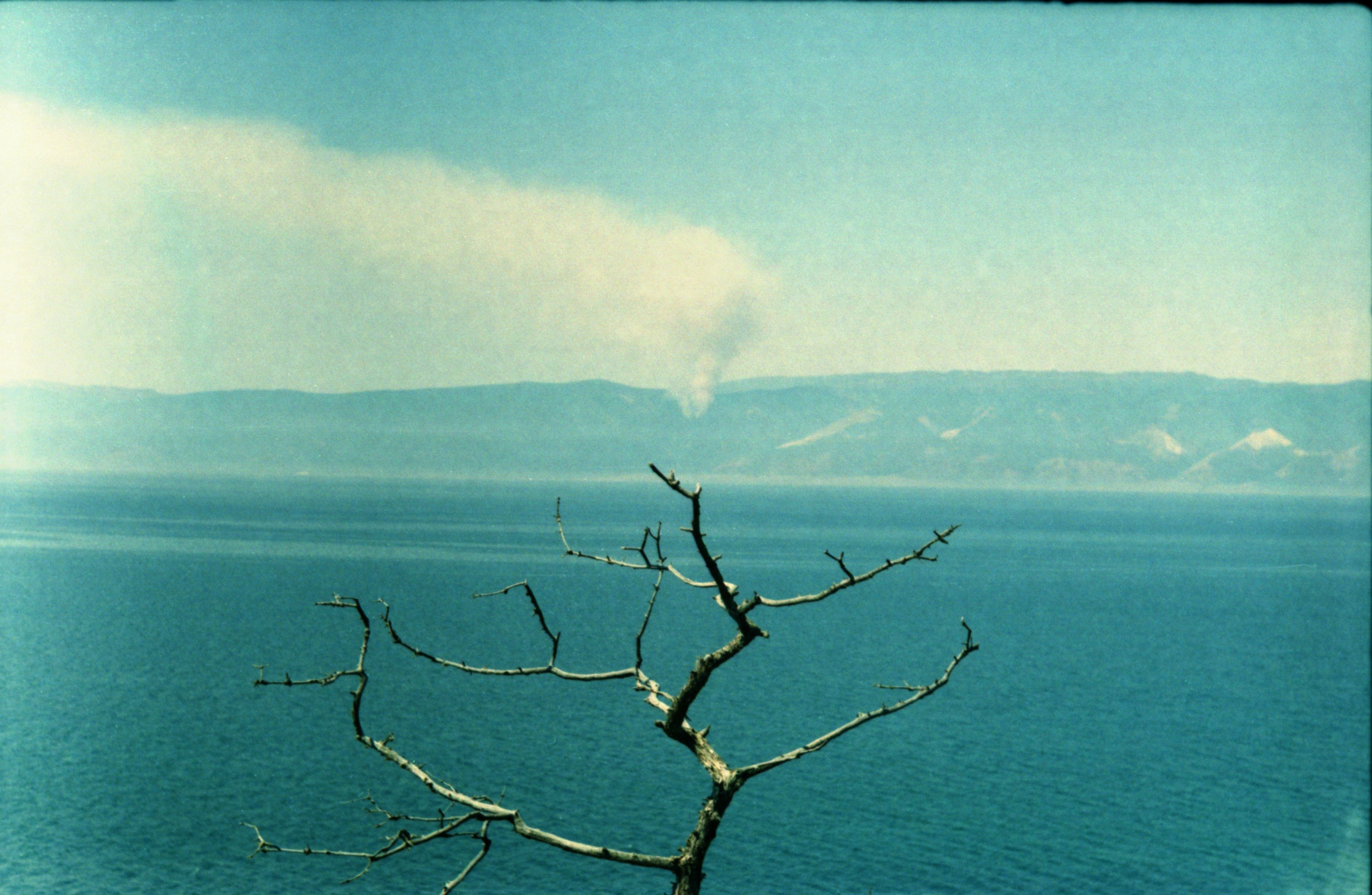 Рутова Наталья. Портреты деревьев. Наталья Рутова