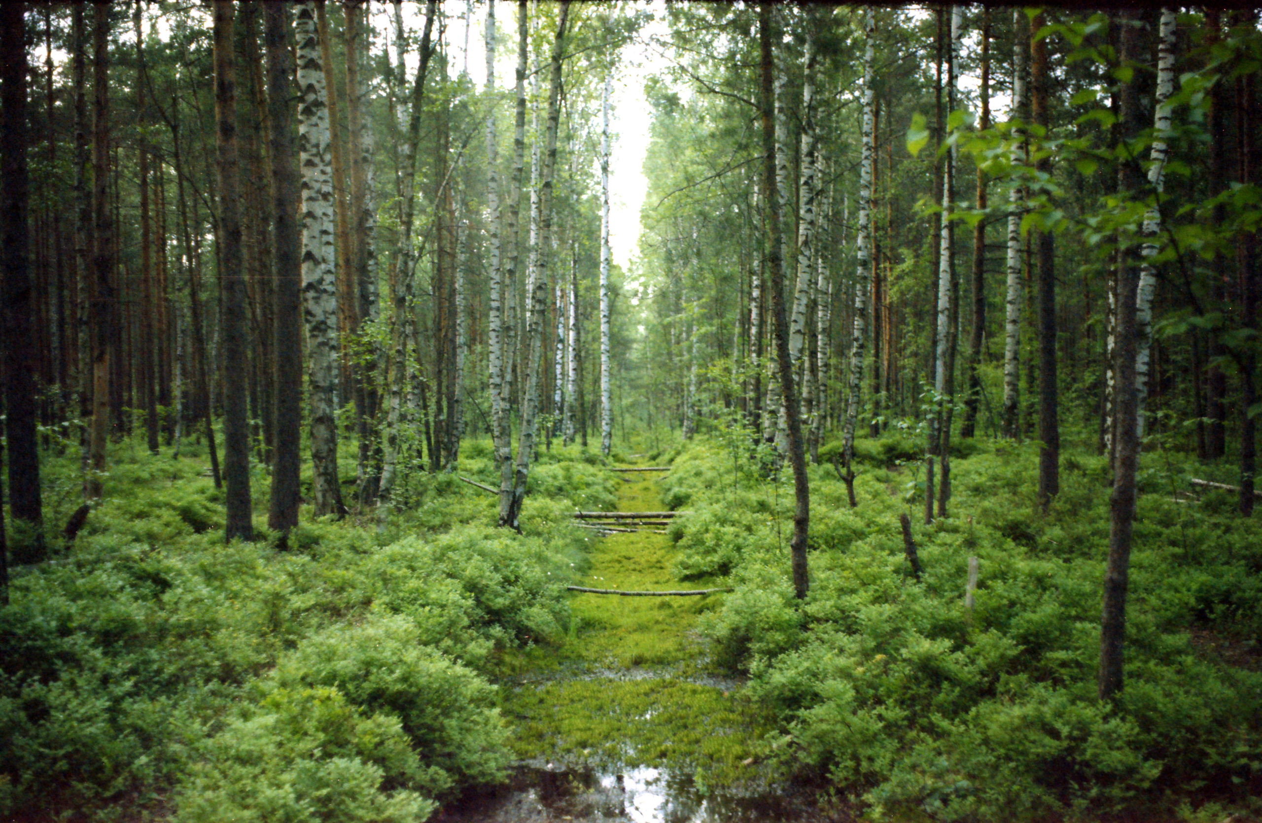 Рутова Наталья. Портреты деревьев. Наталья Рутова